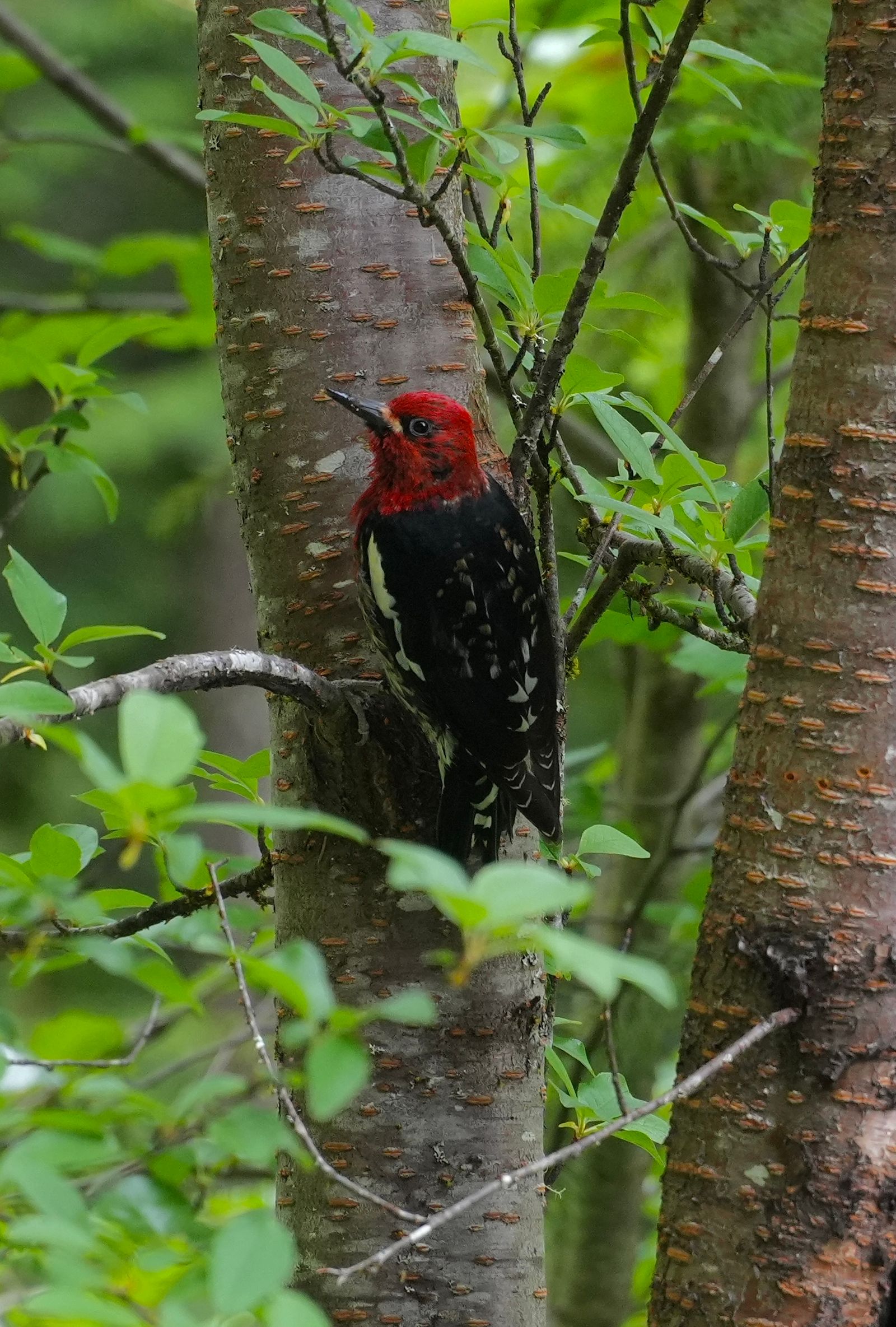 Red-breasted sapsucker (Sphyrapicus ruber) clinging to a tree trunk among leaves, Ball Mountain