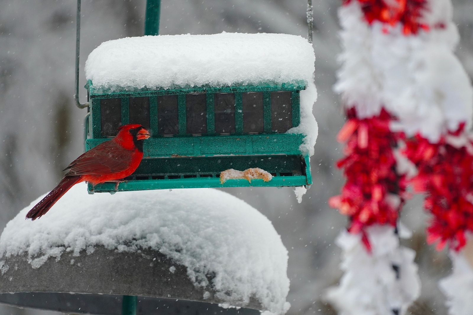 Northern cardinal (Cardinalis cardinalis) perched on a snowy feeder in falling snow, Minnesota