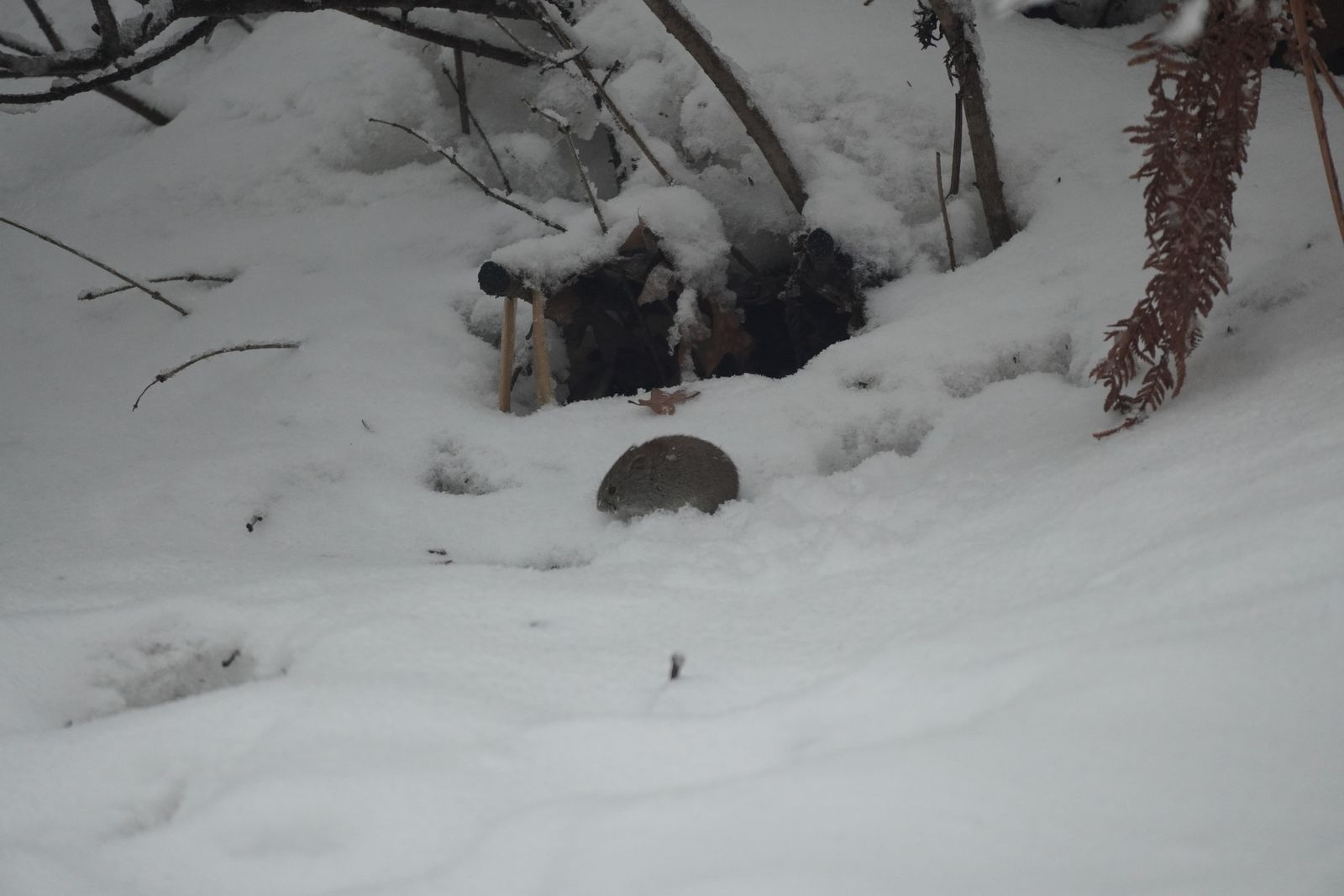 A vole tromping on the snow