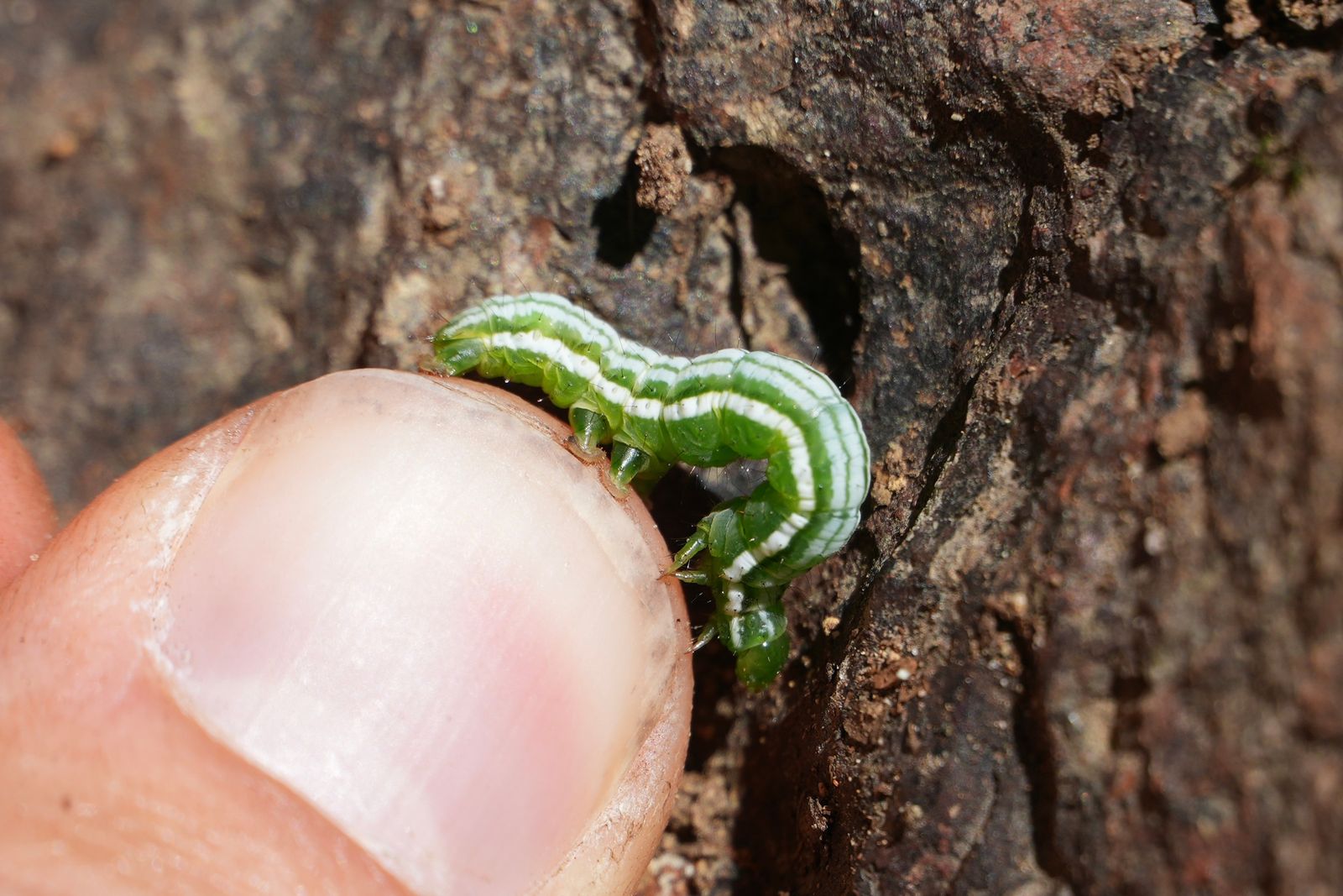 Caterpillar (Lepidoptera) on a thumbnail, Gunn Peak