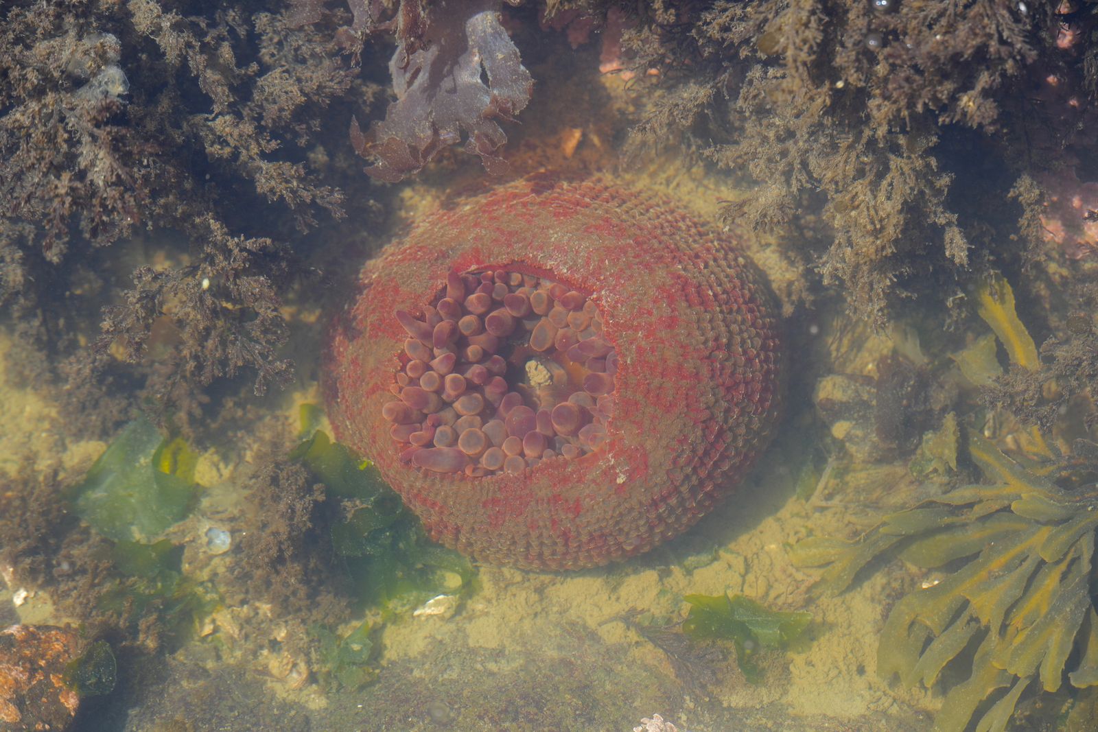 Painted anemone (Urticina grebelnyi) underwater among rocks and seaweed, Deception Pass