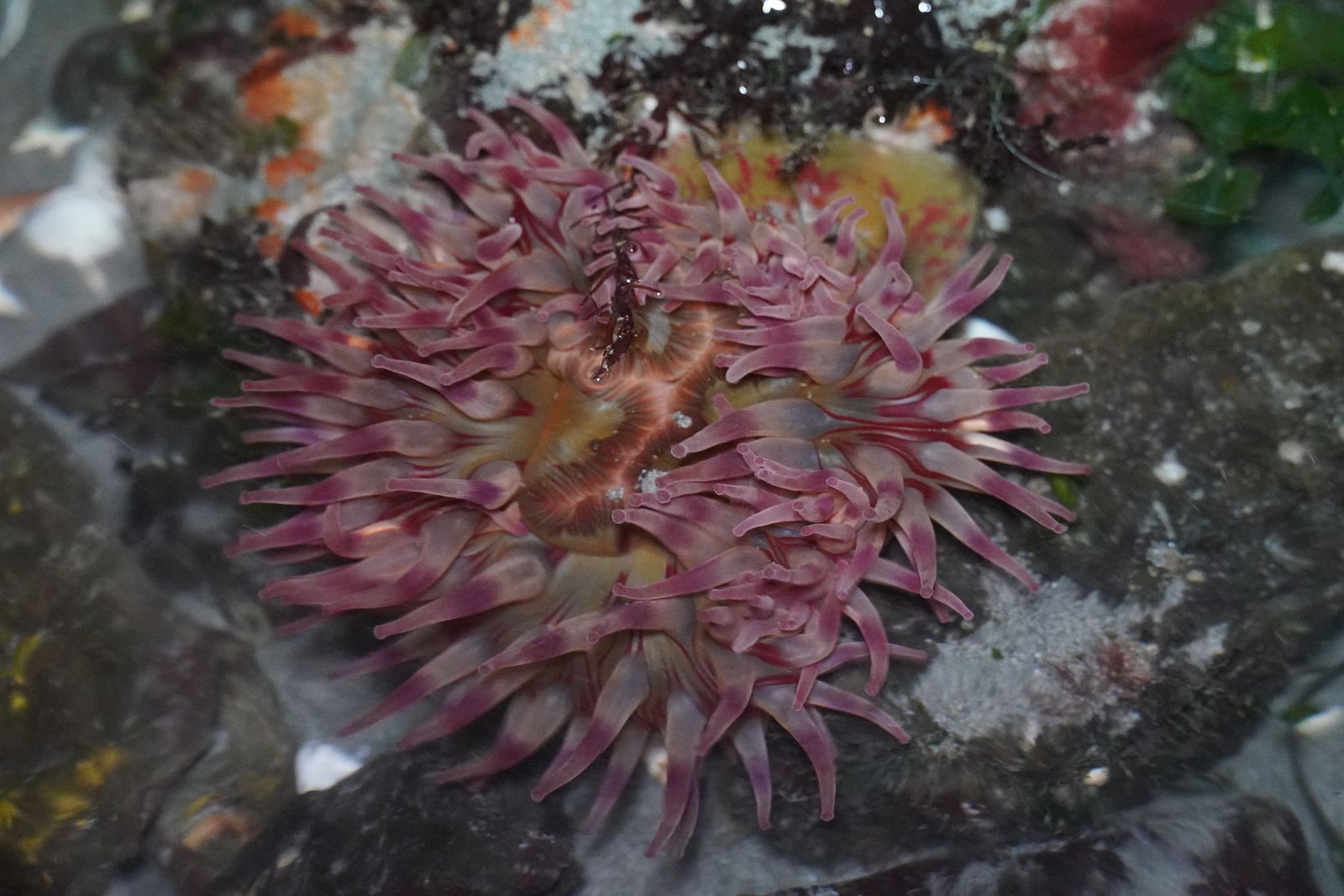 Painted anemone (Urticina grebelnyi) with tentacles spread among submerged rocks, Western Washington