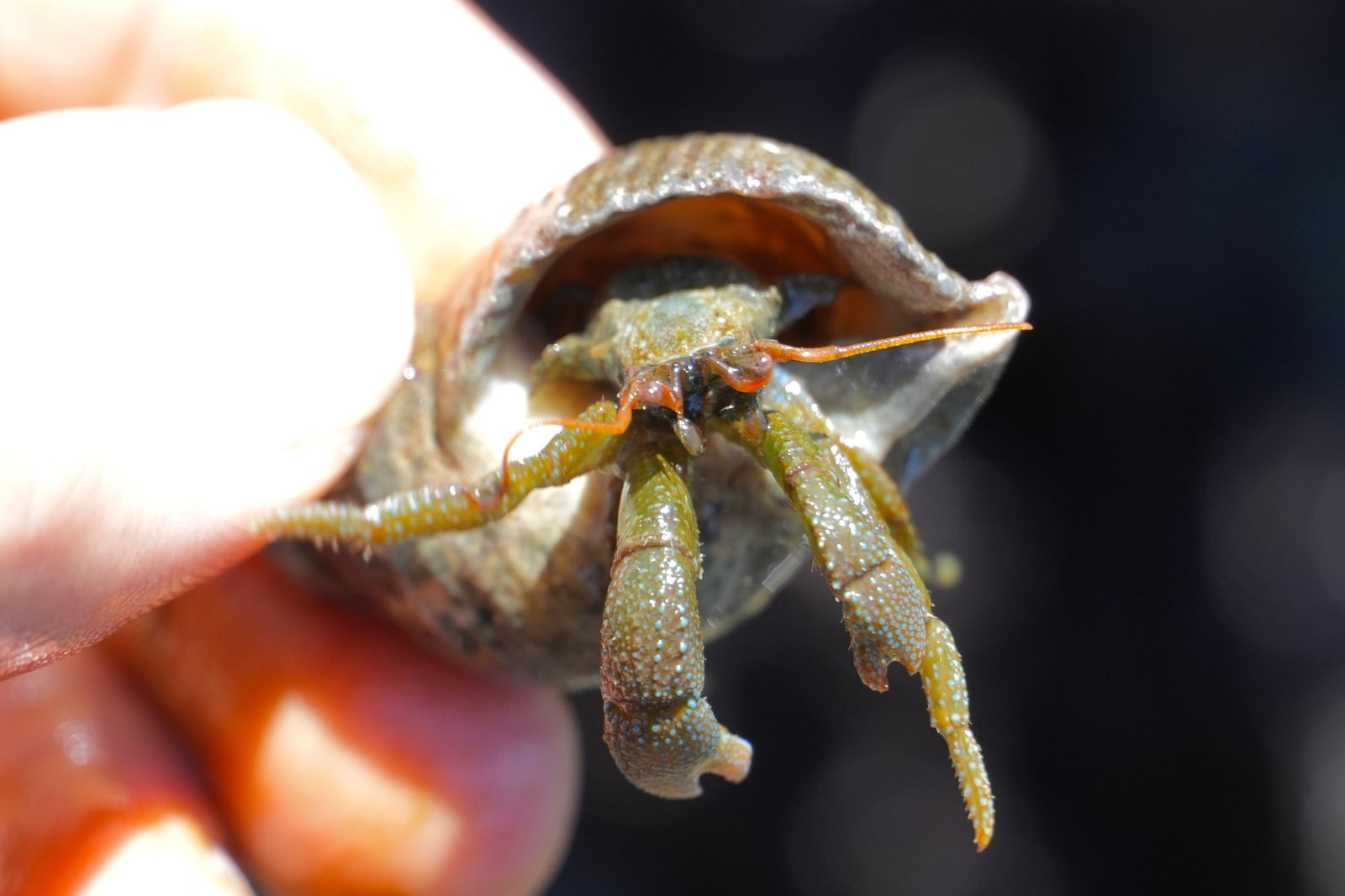 Grainy hermit crab (Pagurus granosimanus) in a shell held between fingers, Deception Pass