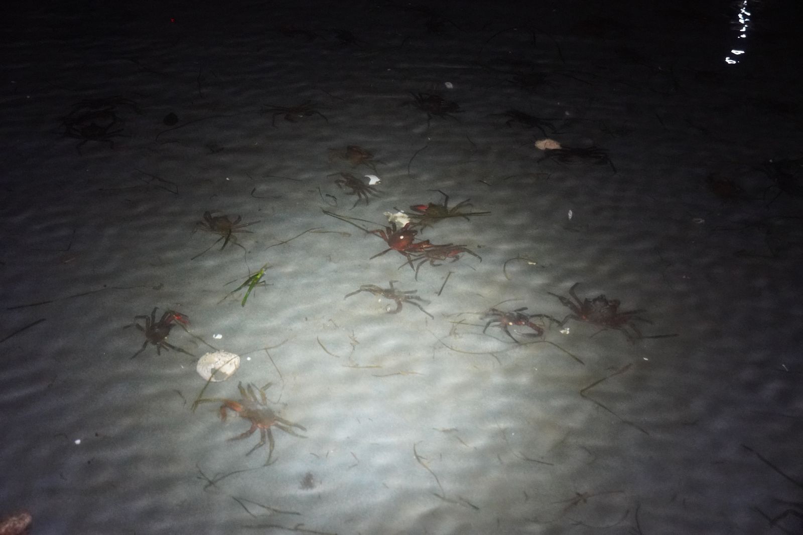 Northern kelp crabs (Pugettia producta) on rippled sand in shallow water, Western Washington