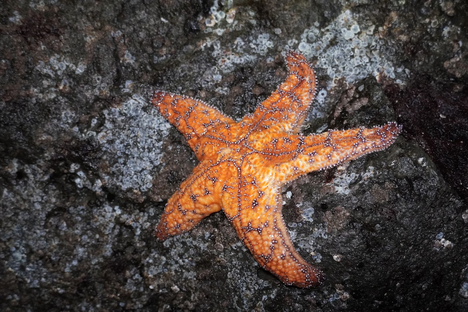 Ochre sea star (Pisaster ochraceus) on barnacle-covered rock, Western Washington
