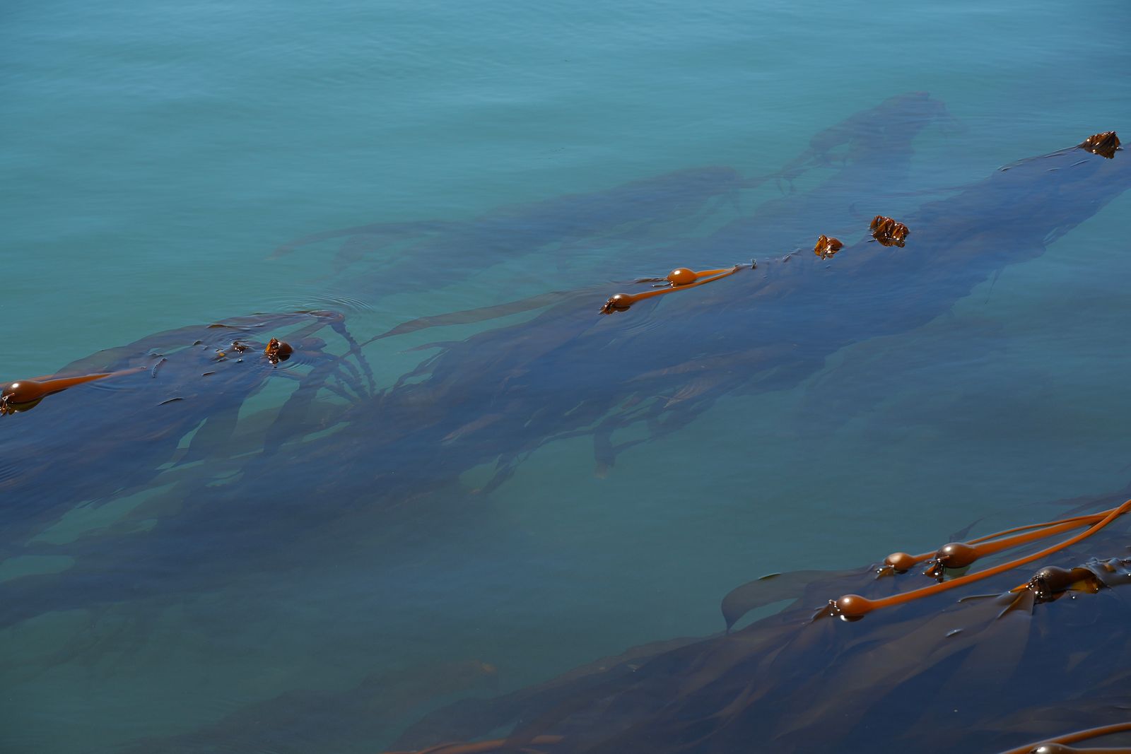Seaweed floating in blue-green water with submerged fronds, Deception Pass