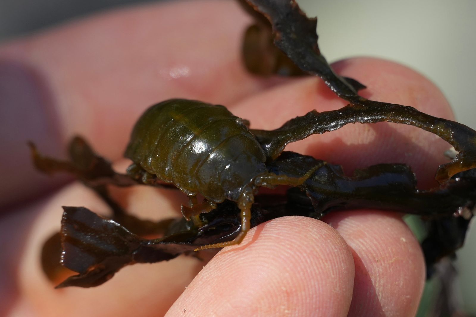 Rockweed isopod (Pentidotea wosnesenskii) on seaweed held between fingers, Deception Pass