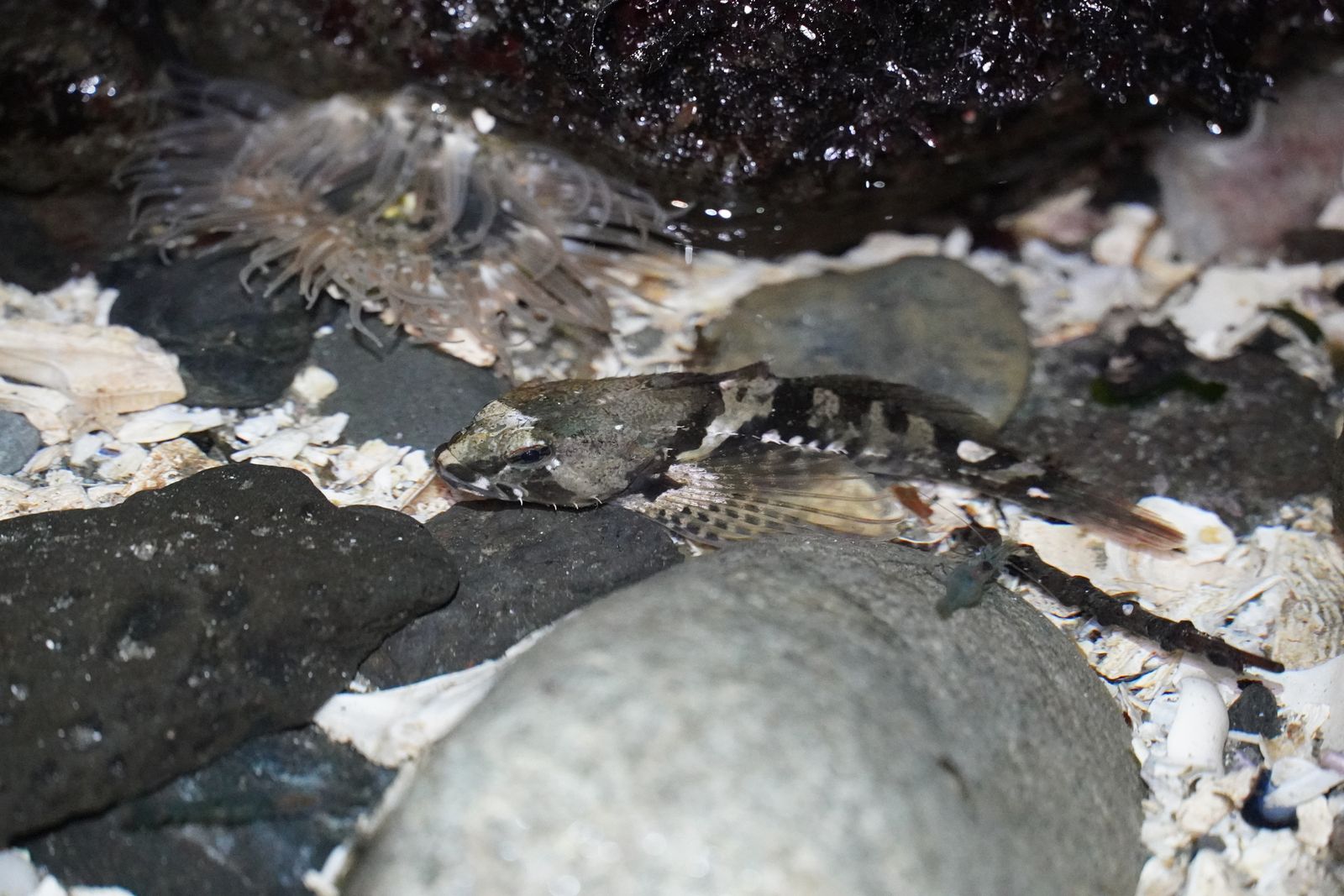 Tidepool sculpin (Oligocottus maculosus) resting among dark stones and broken shells, Western Washington
