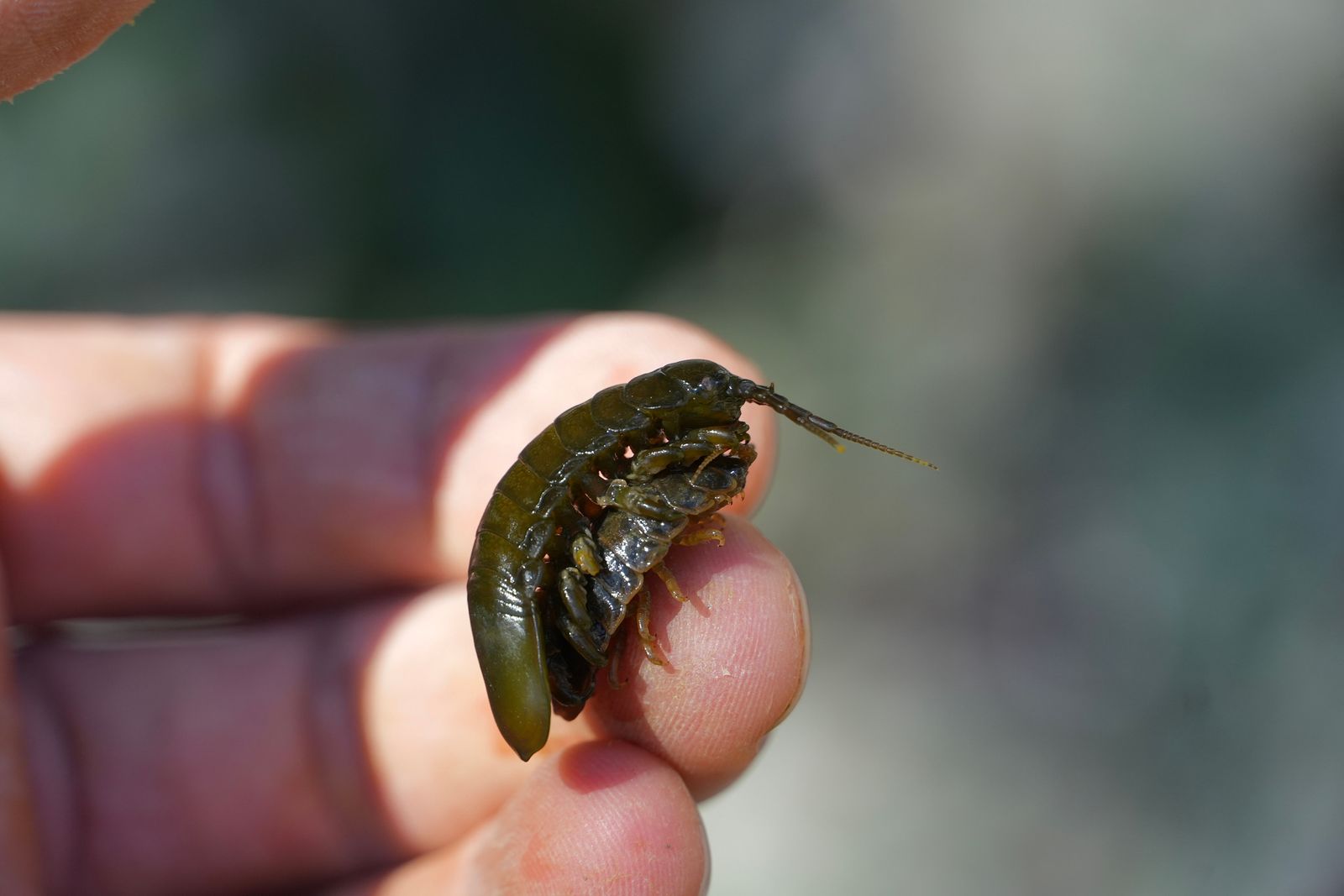 Rockweed isopod (Pentidotea wosnesenskii) curled on fingertips, Deception Pass