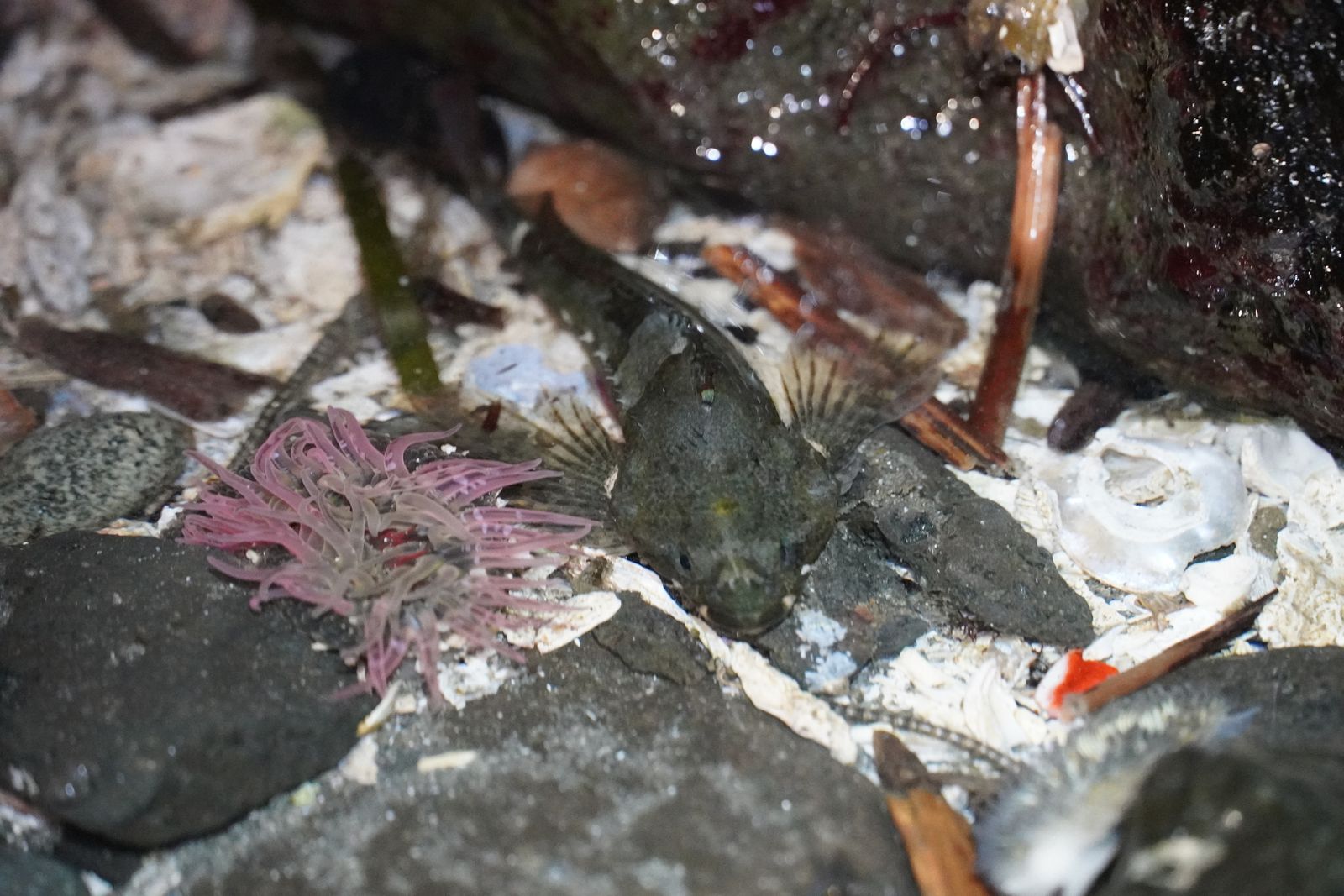 Tidepool sculpin (Oligocottus maculosus) among rocks and shells beside a pink anemone, Western Washington