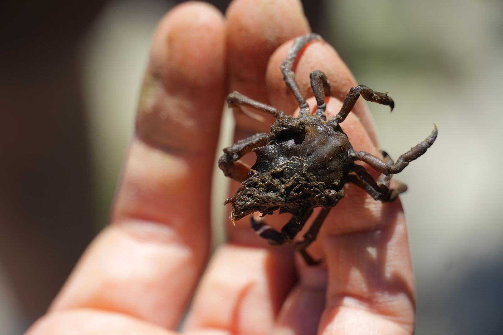 Graceful kelp crab (Pugettia gracilis) held on fingertips, Deception Pass