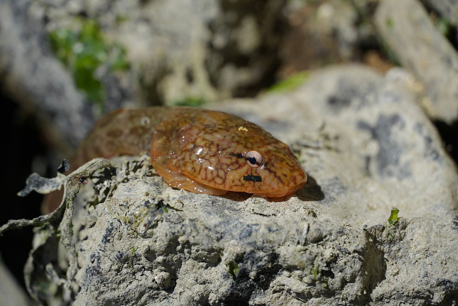 Northern clingfish (Gobiesox maeandricus) resting on rough rock beside seaweed, Deception Pass