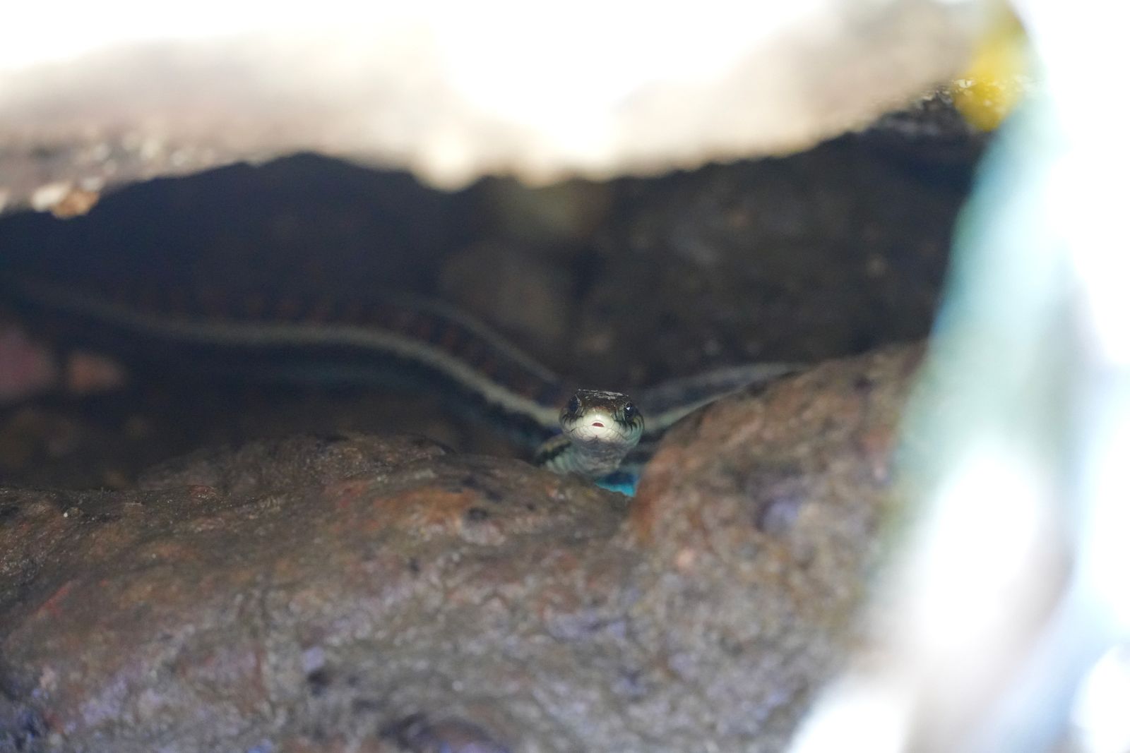 Common garter snake (Thamnophis sirtalis) in a dark crevice, Deception Pass