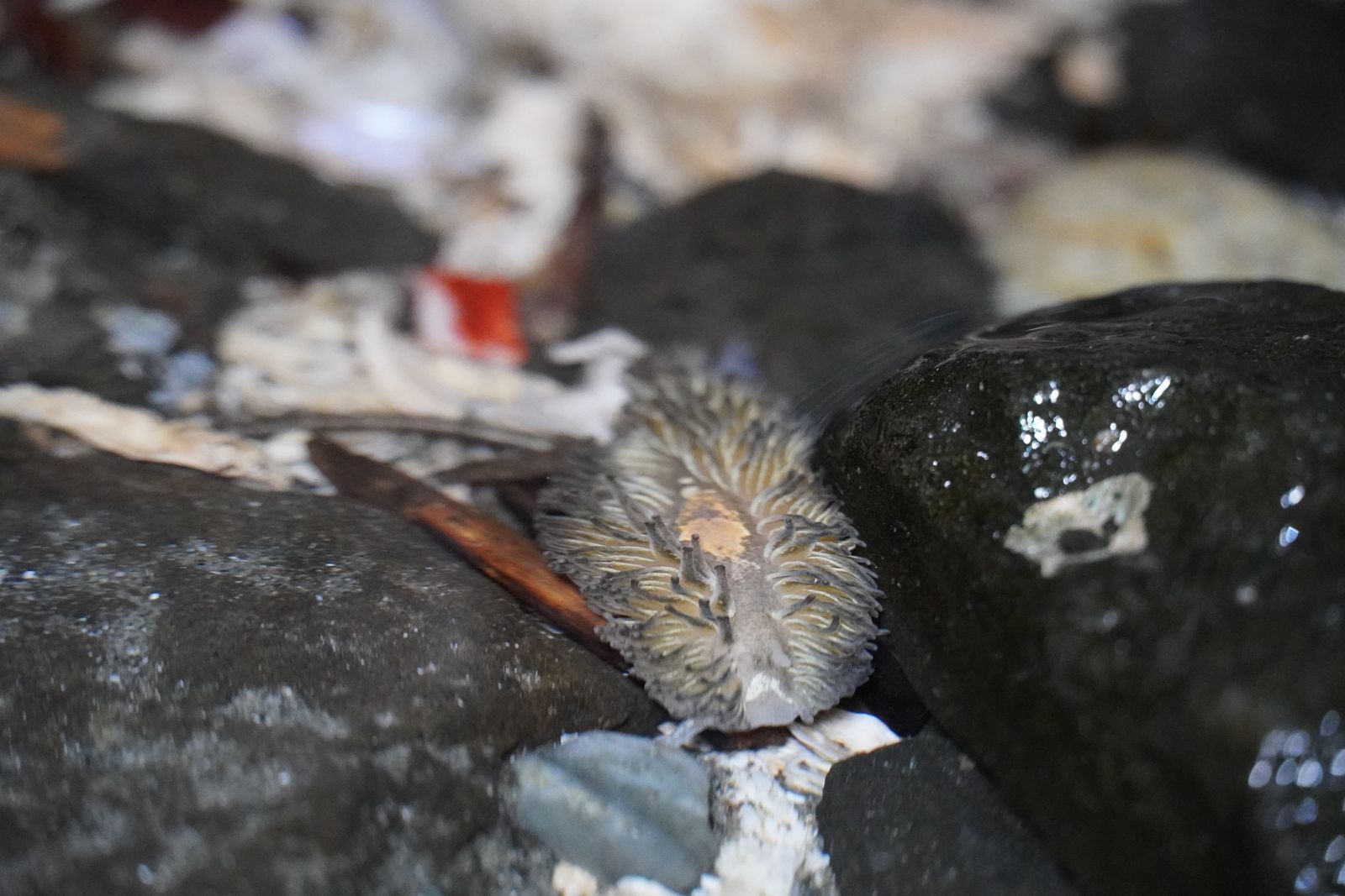 Aeolid nudibranch (Aeolidia) between wet stones among shell fragments, Western Washington