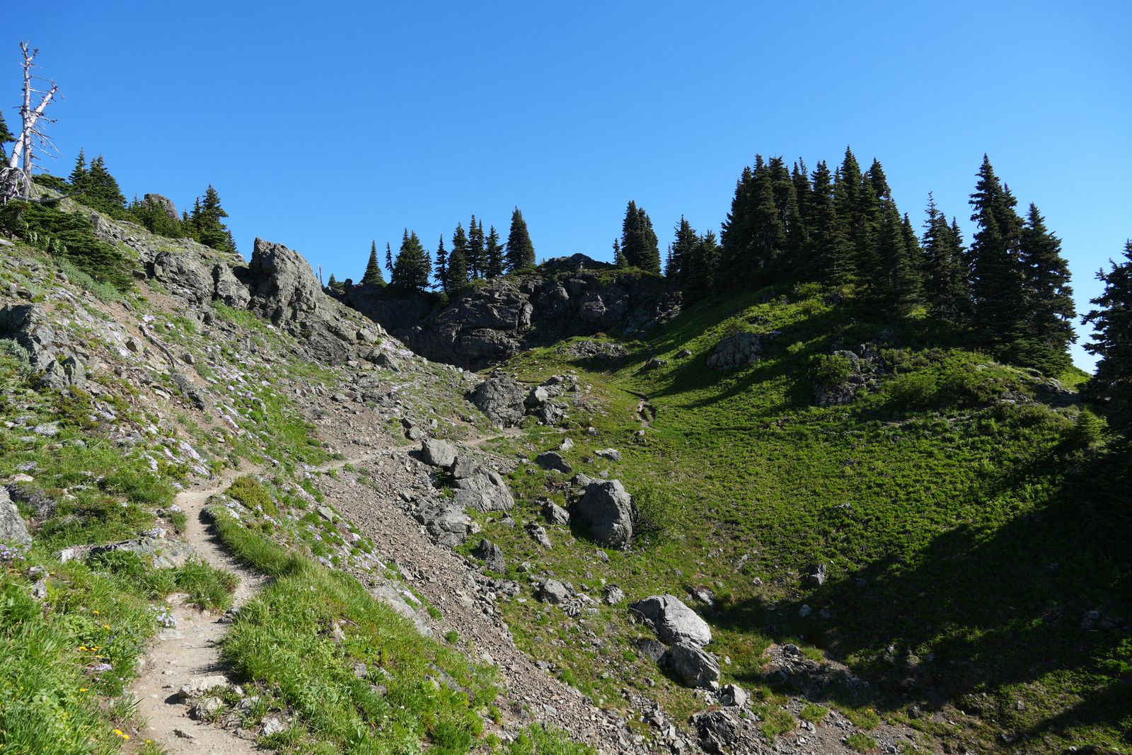 Rocky mountain trail among wildflowers and evergreen trees, Sauk Mountain