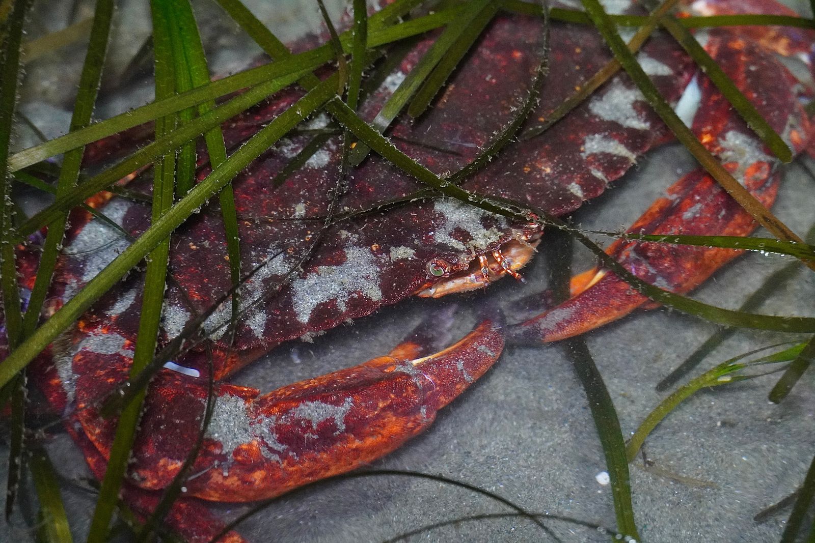 Red rock crab (Cancer productus) on sand beneath green seagrass, Western Washington