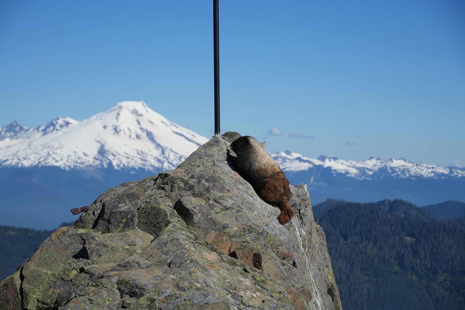 A rodent on lichen-covered rock below snowy peaks, Sauk Mountain