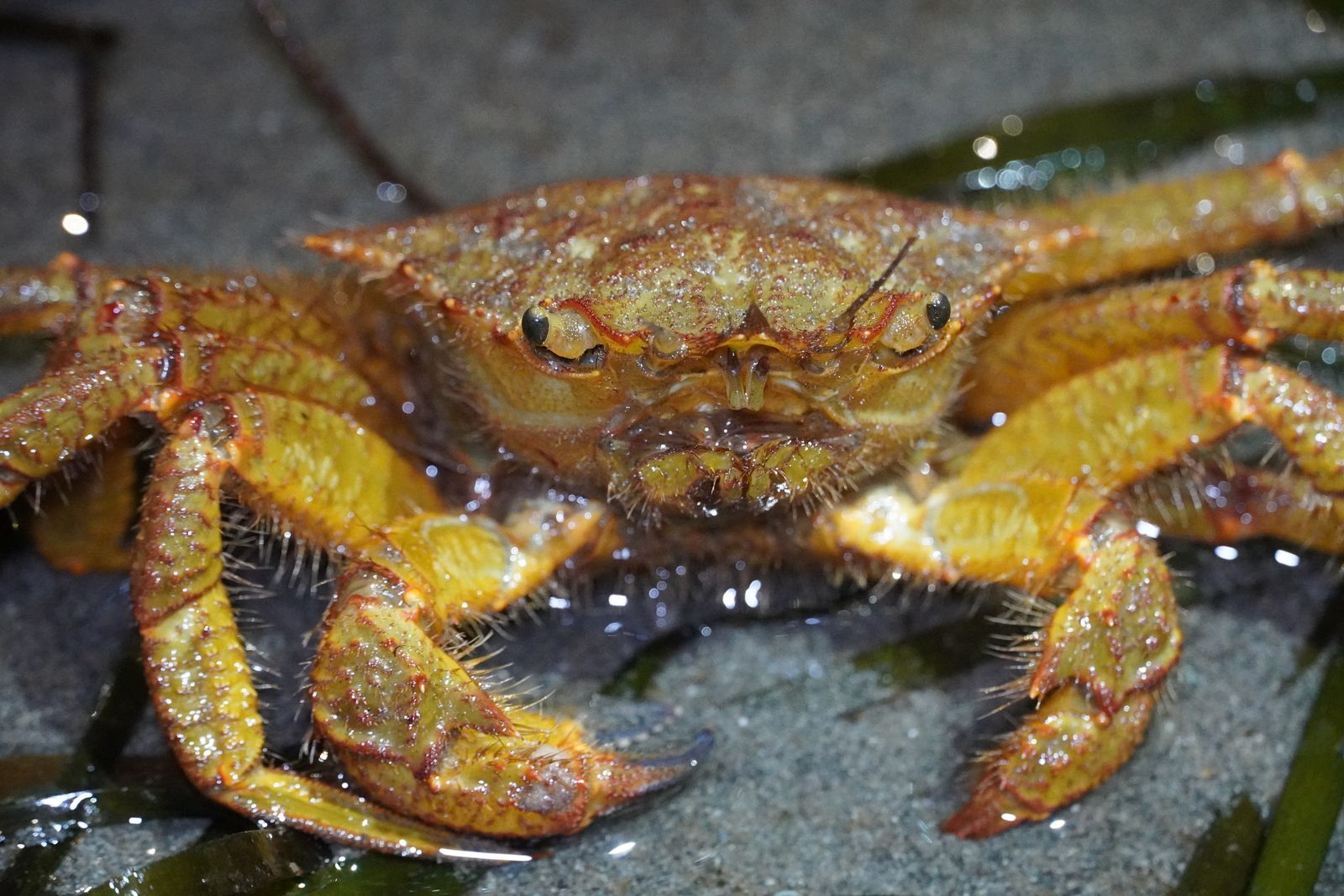 Helmet crab (Telmessus cheiragonus) on wet sand among seaweed, Western Washington