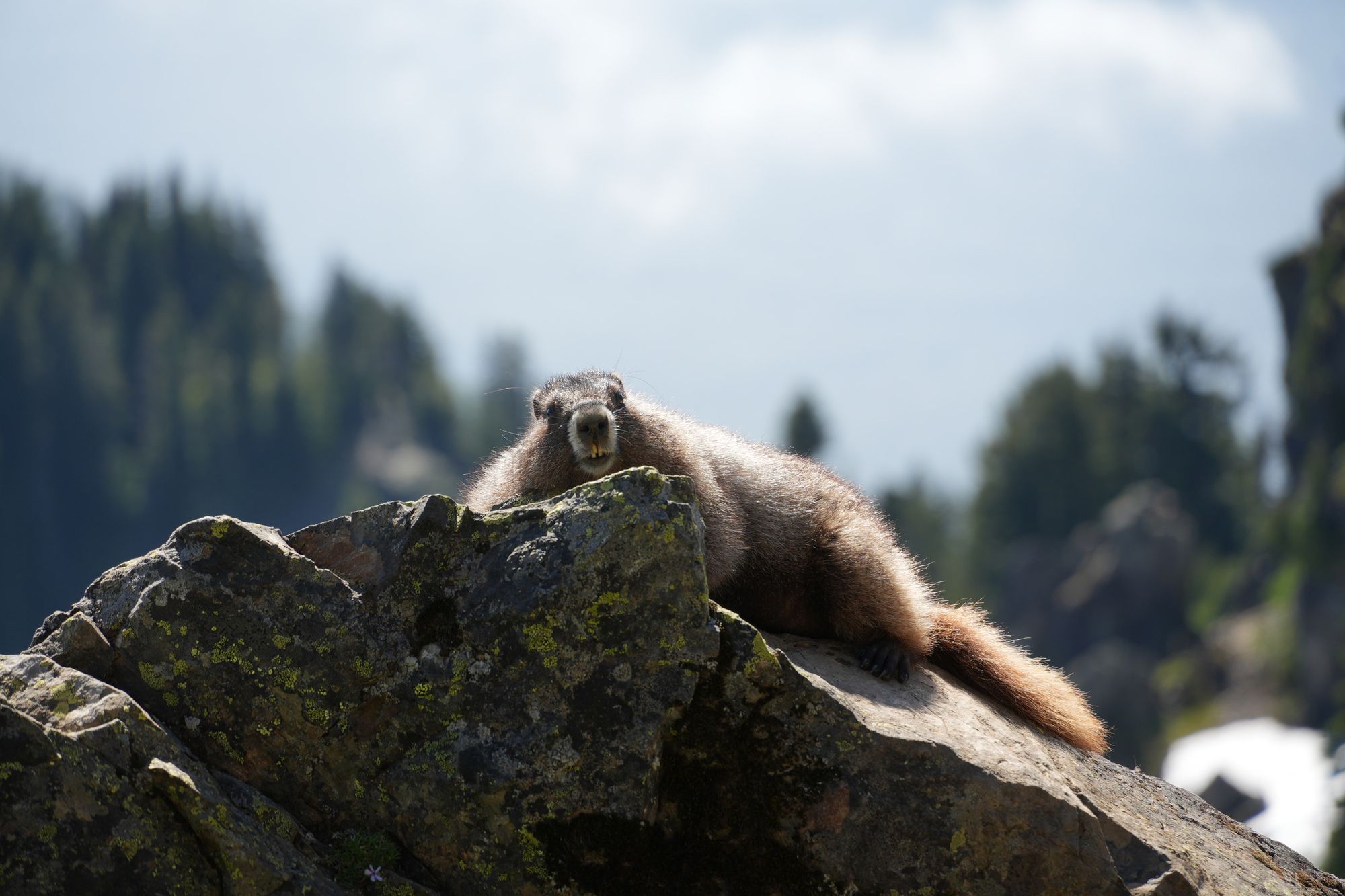 Hoary marmot (Marmota caligata) resting on lichen-covered rocks, Sauk Mountain
