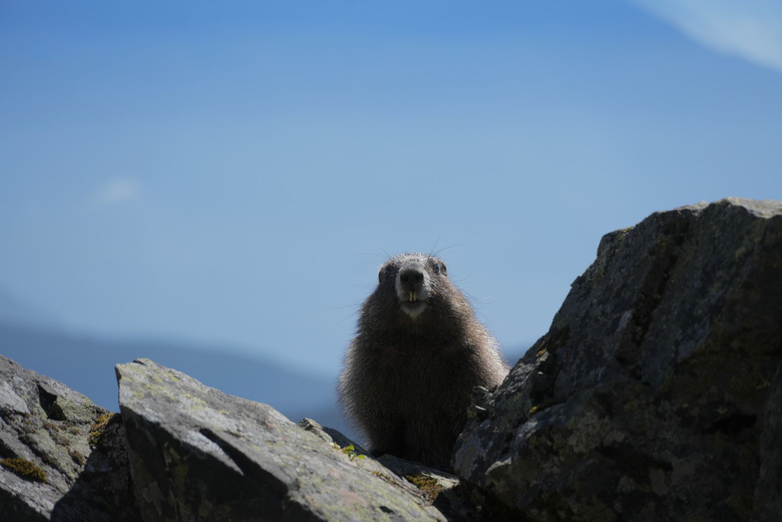 Hoary marmot (Marmota caligata) sitting between lichen-covered rocks, Sauk Mountain
