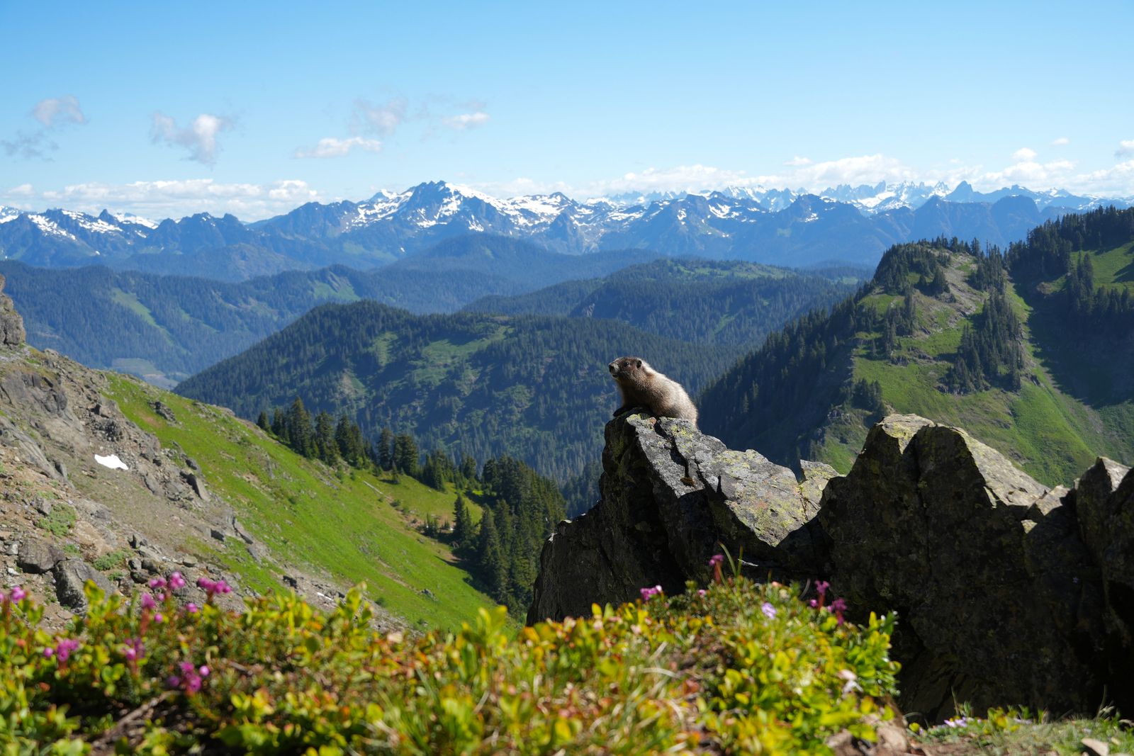 Hoary marmot (Marmota caligata) on a rock above the North Cascades, Sauk Mountain