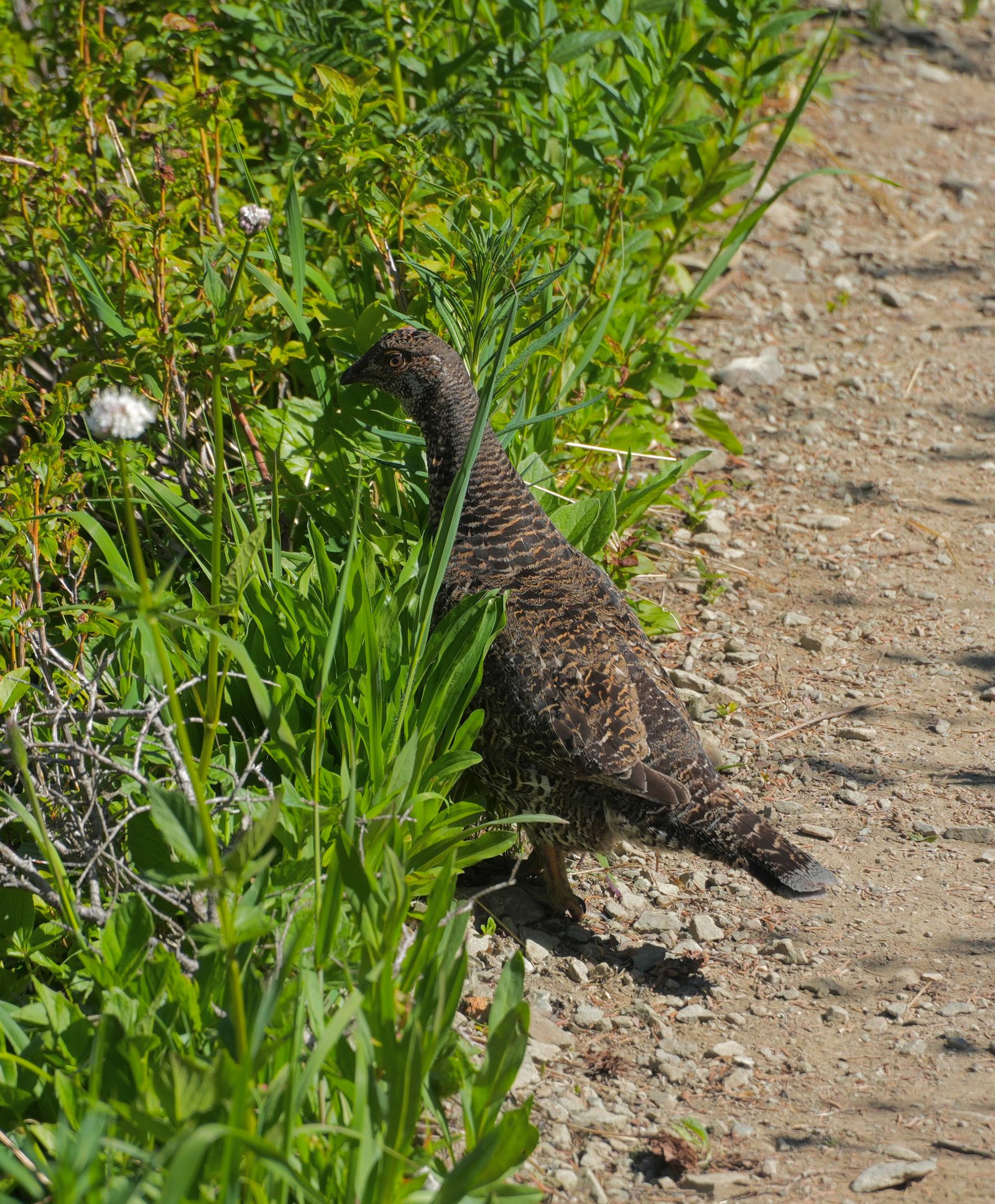Sooty grouse (Dendragapus fuliginosus) standing beside a rocky trail among green plants, Sauk Mountain