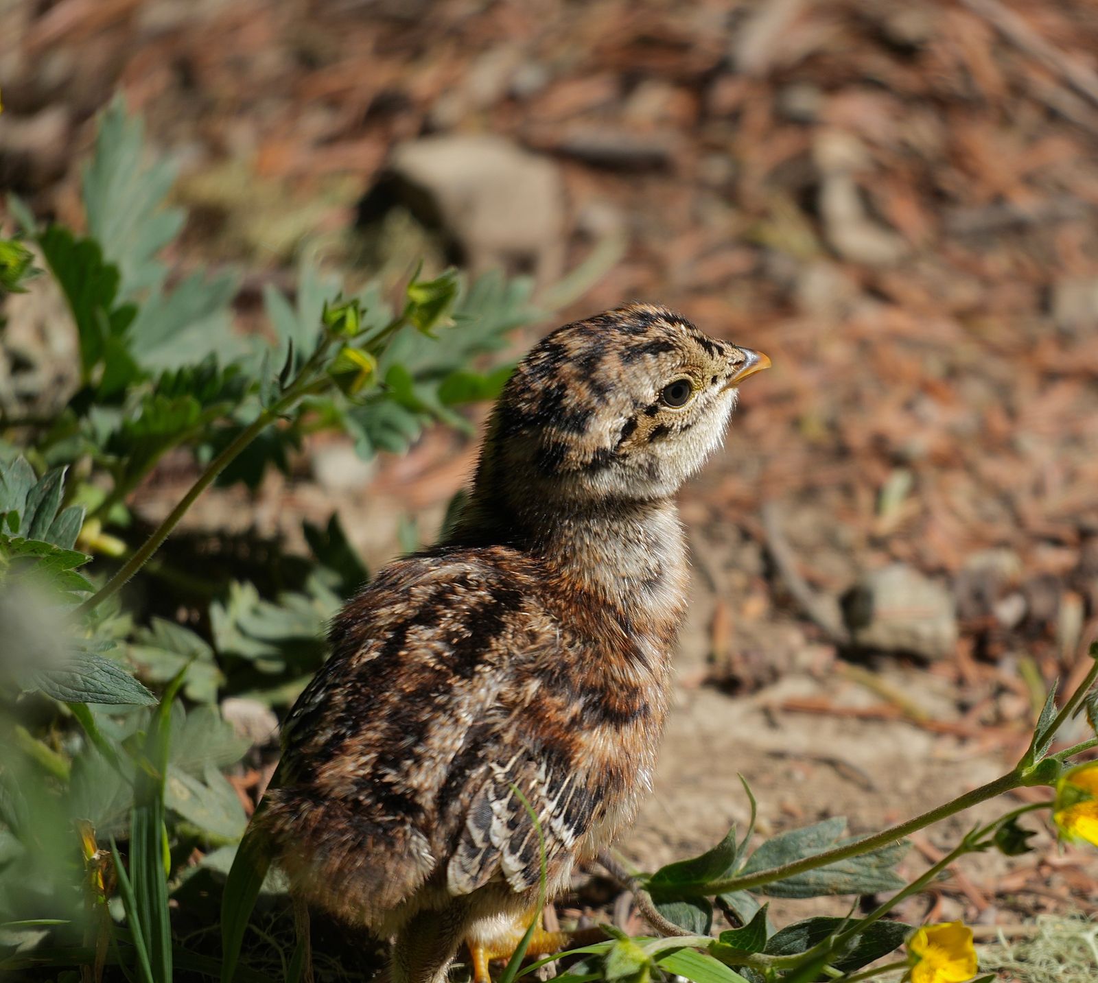 Sooty grouse (Dendragapus fuliginosus) standing among green leaves and yellow flowers, Sauk Mountain