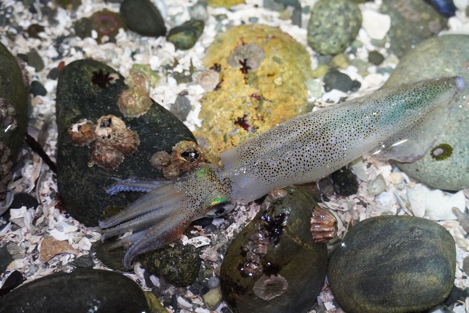Opalescent inshore squid (Doryteuthis opalescens) lying among stones and broken shells, Western Washington