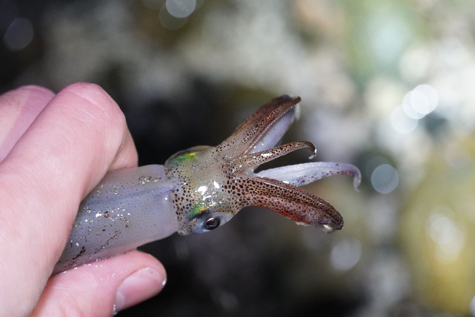 Opalescent inshore squid (Doryteuthis opalescens) held between fingers, Western Washington