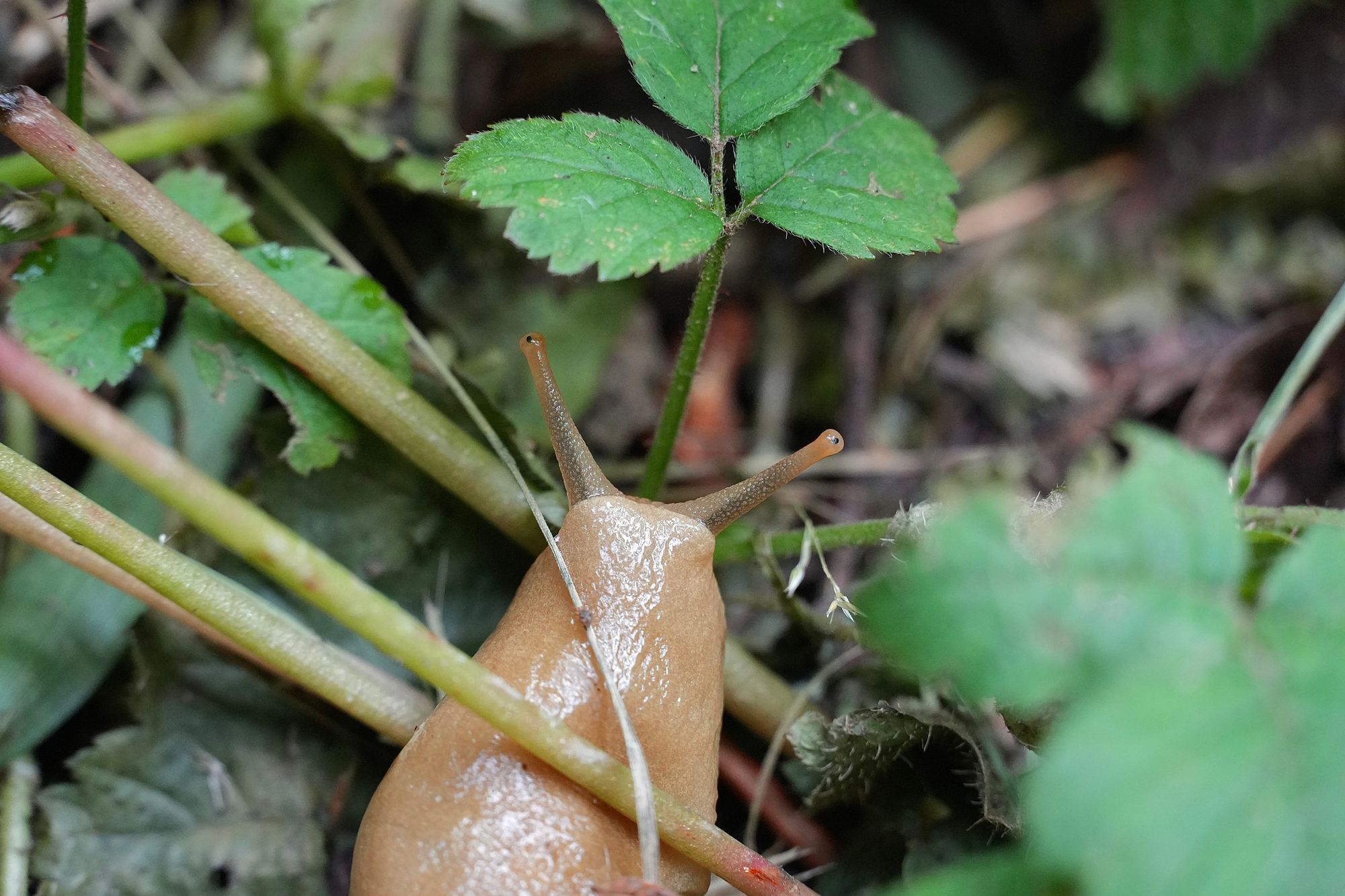 A tan slug among green stems and leaves, near Seattle