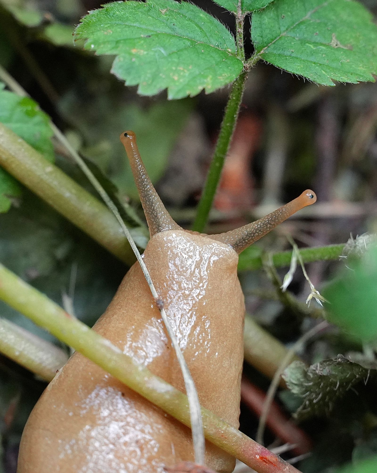 A tan slug among green stems and leaves, near Seattle