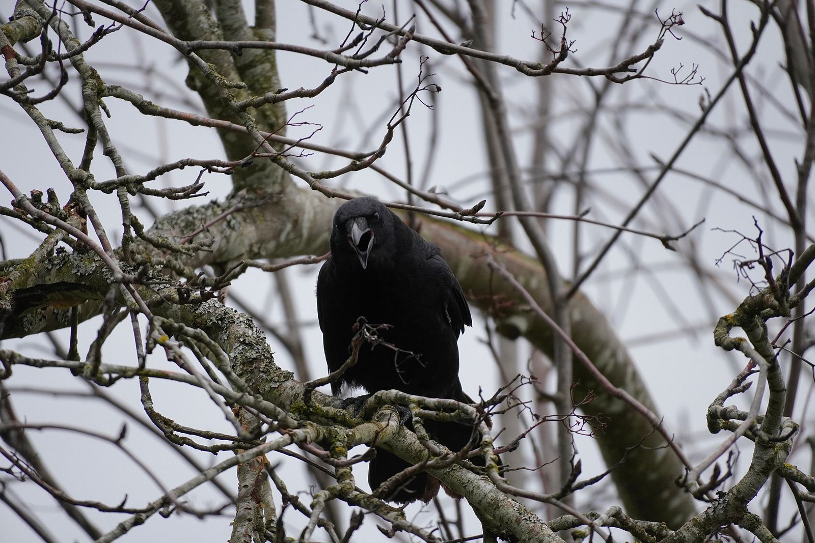 American crow (Corvus brachyrhynchos) with its beak open on a lichen-covered branch, Westport
