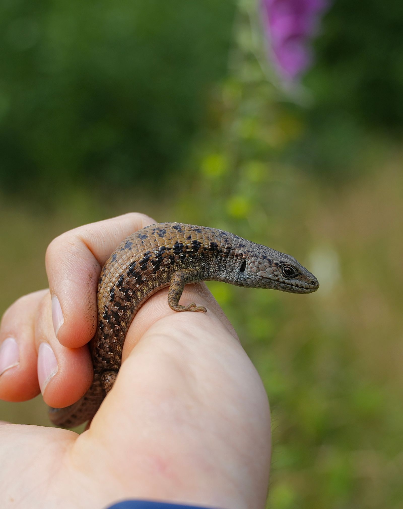A lizard curled around a person's fingers, near Seattle
