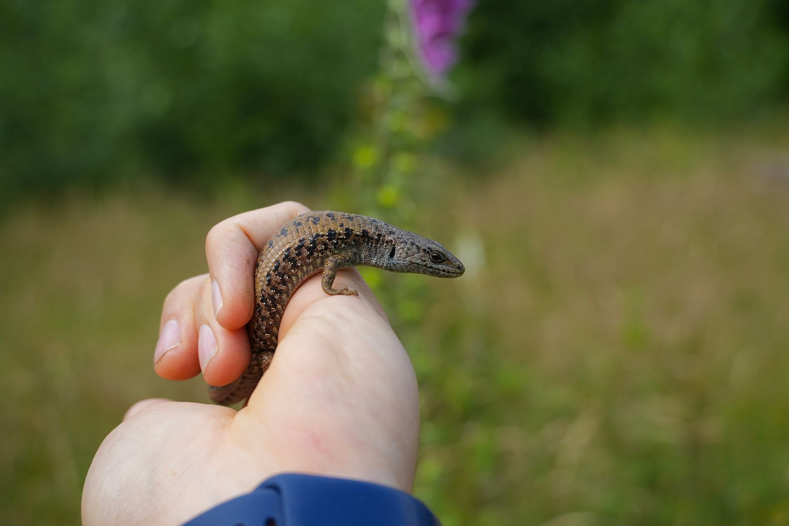 A lizard curled around a person's fingers, near Seattle