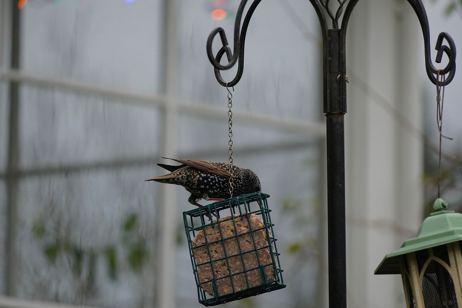 European starling (Sturnus vulgaris) on a hanging suet cage, Westport
