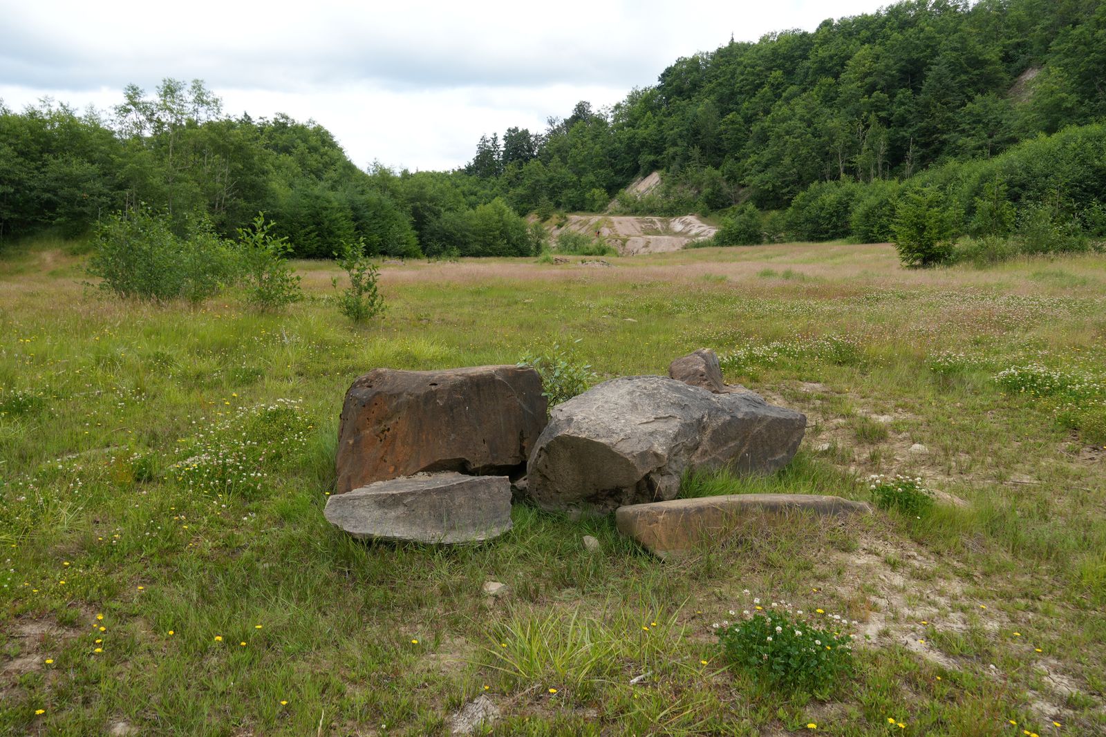 Boulders among grass and wildflowers below wooded slopes, near Seattle