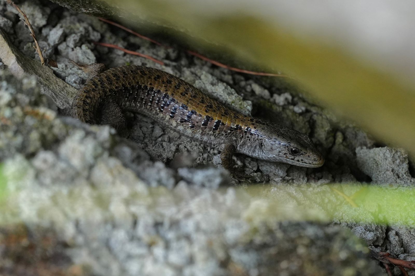 Northern alligator lizard (Elgaria coerulea) resting in a crevice in rough bark, near Seattle