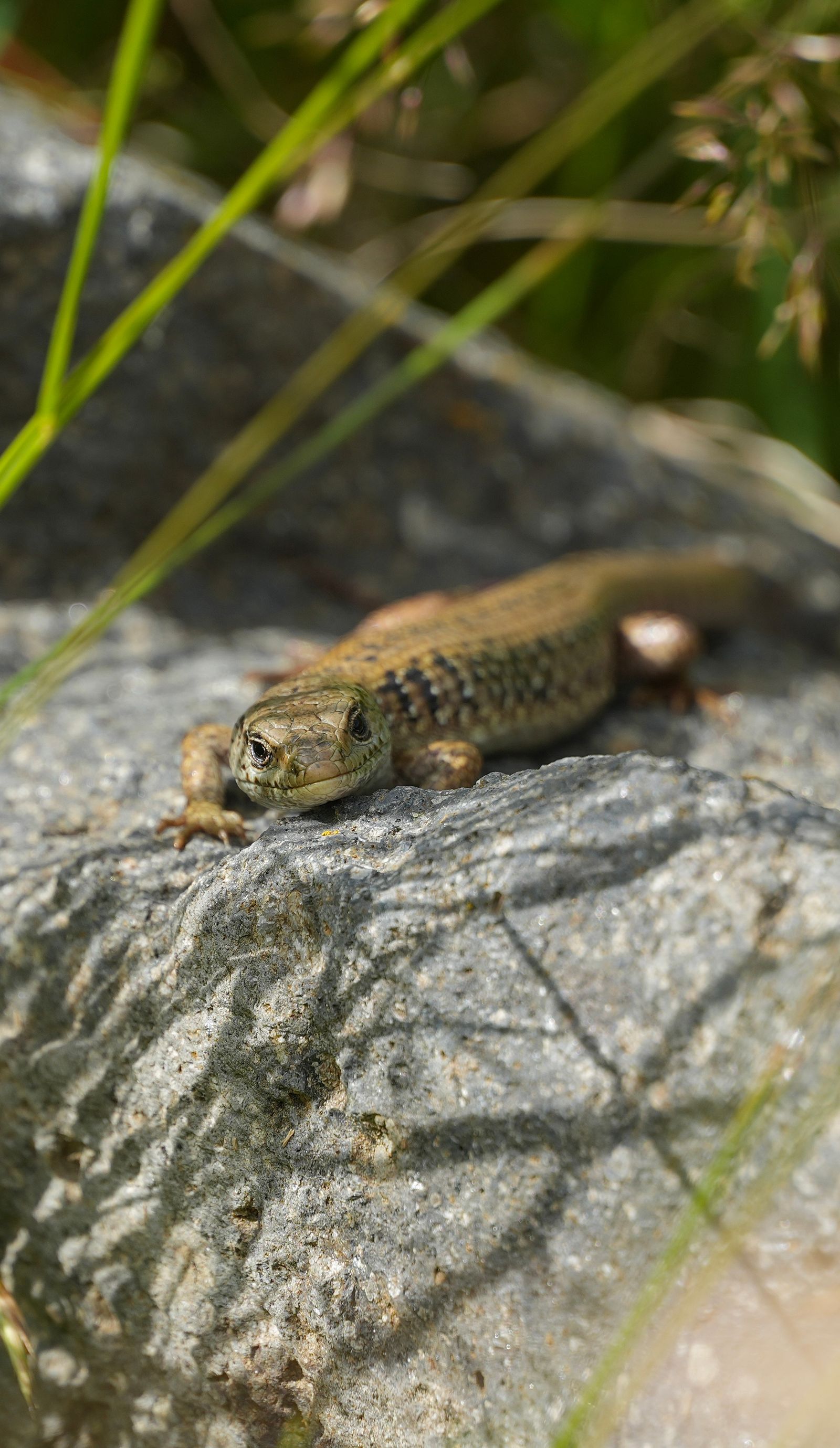 A lizard resting on a gray rock among grasses, near Seattle