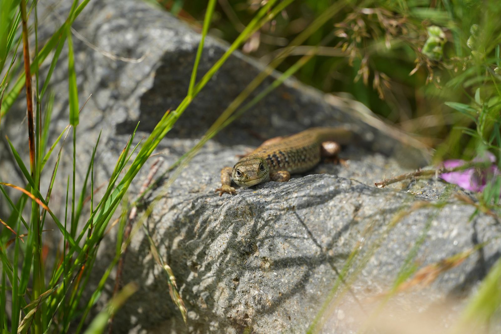 A lizard resting on a gray rock among grasses, near Seattle
