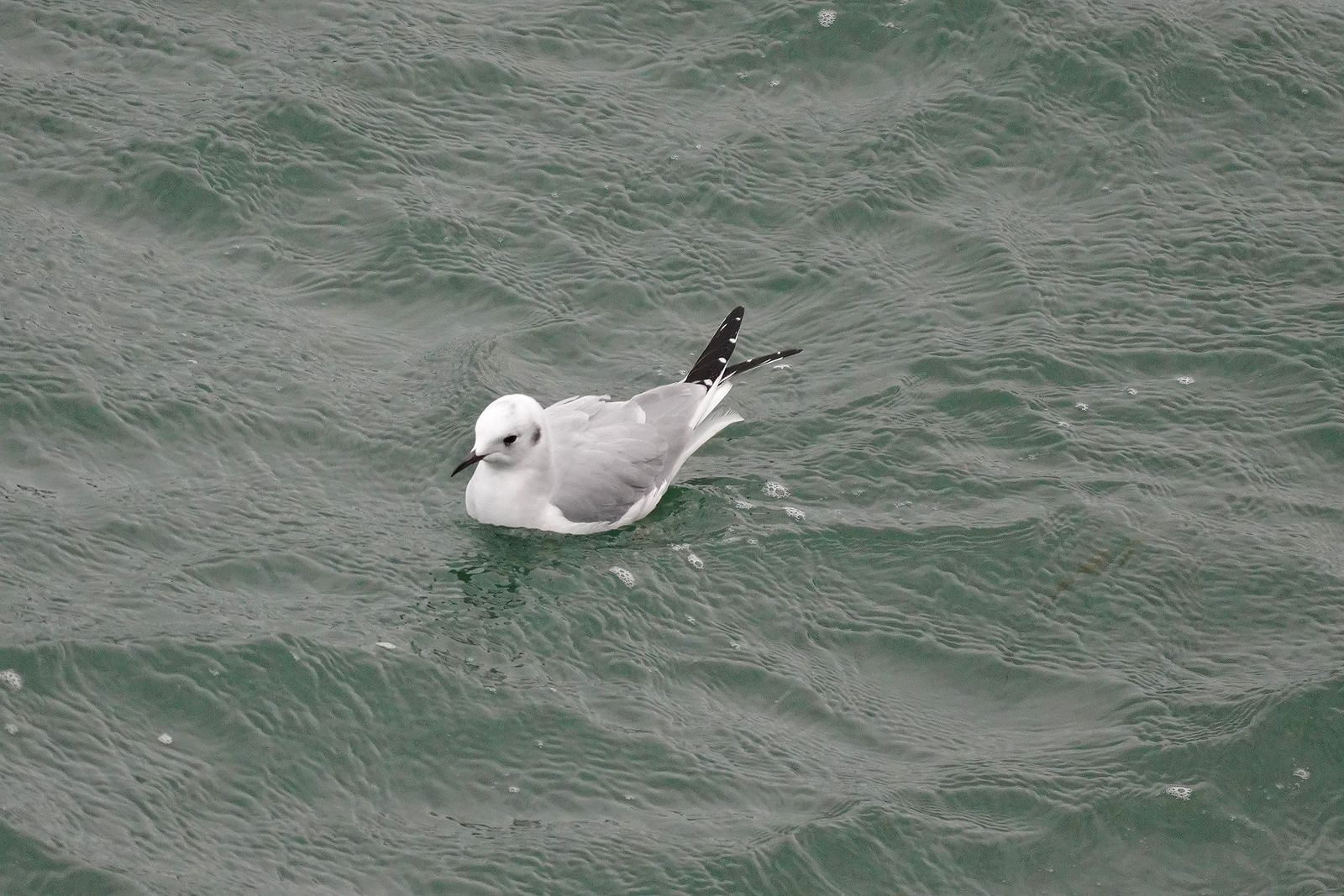 Bonaparte's gull (Chroicocephalus philadelphia) floating on rippled green-gray water, Westport