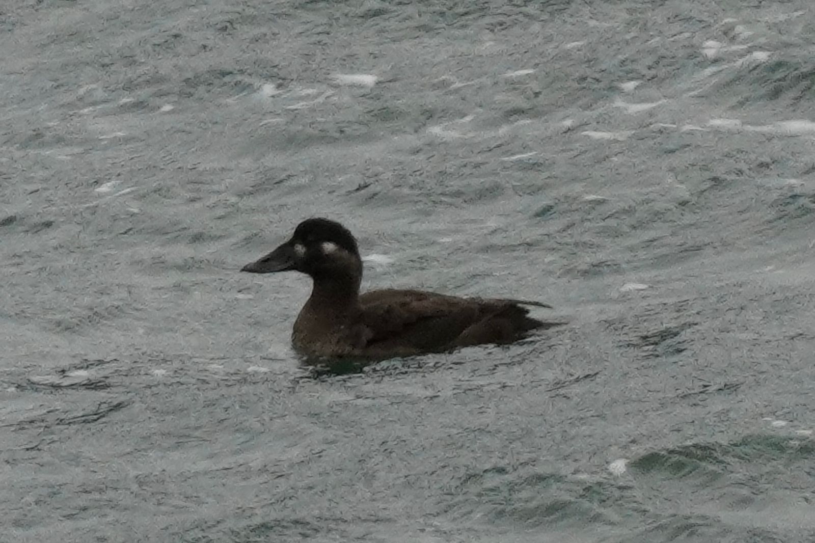 Surf scoter (Melanitta perspicillata) floating on rippled gray water, Westport