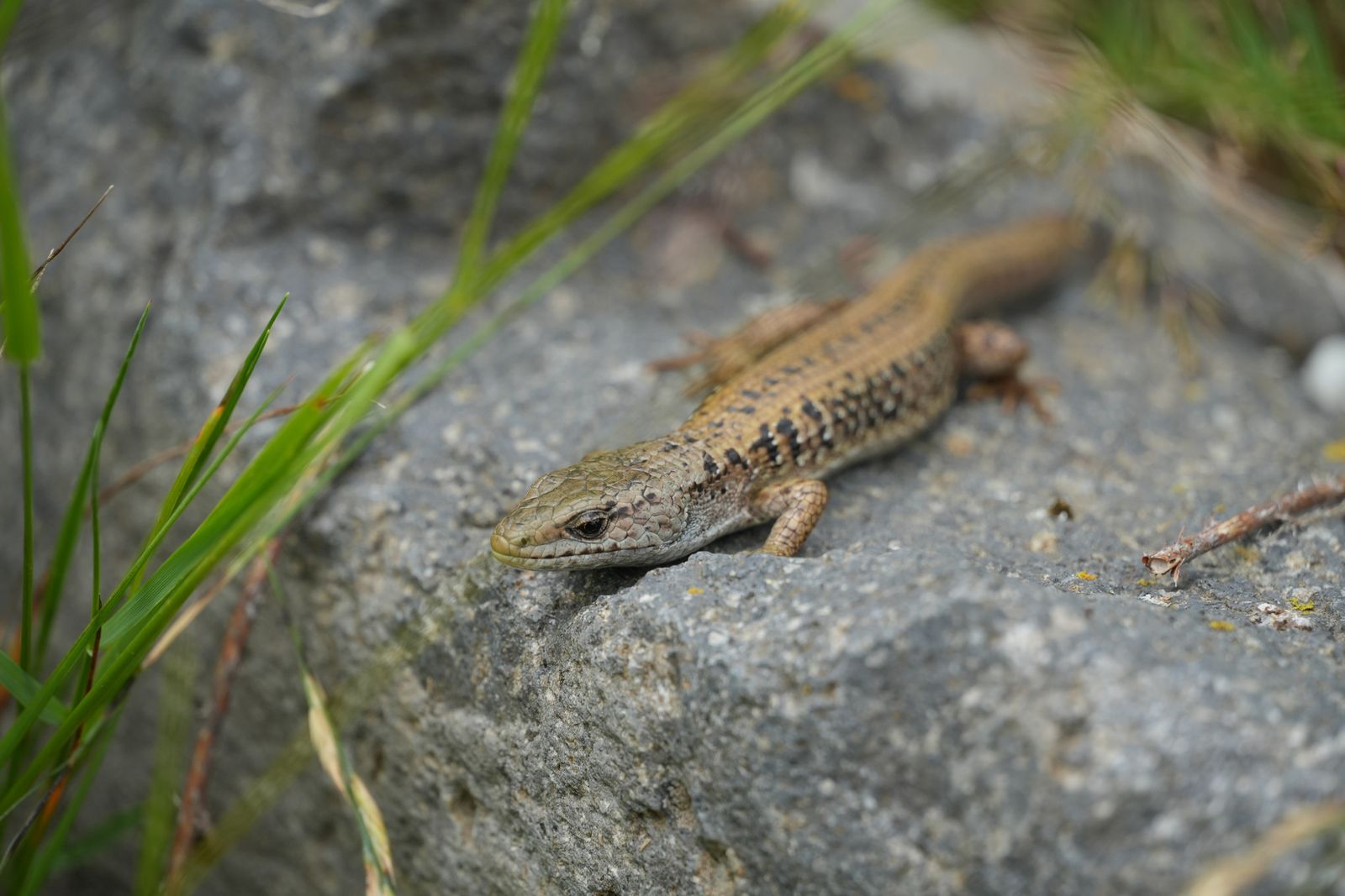 A lizard lying on a gray rock beside grass, near Seattle