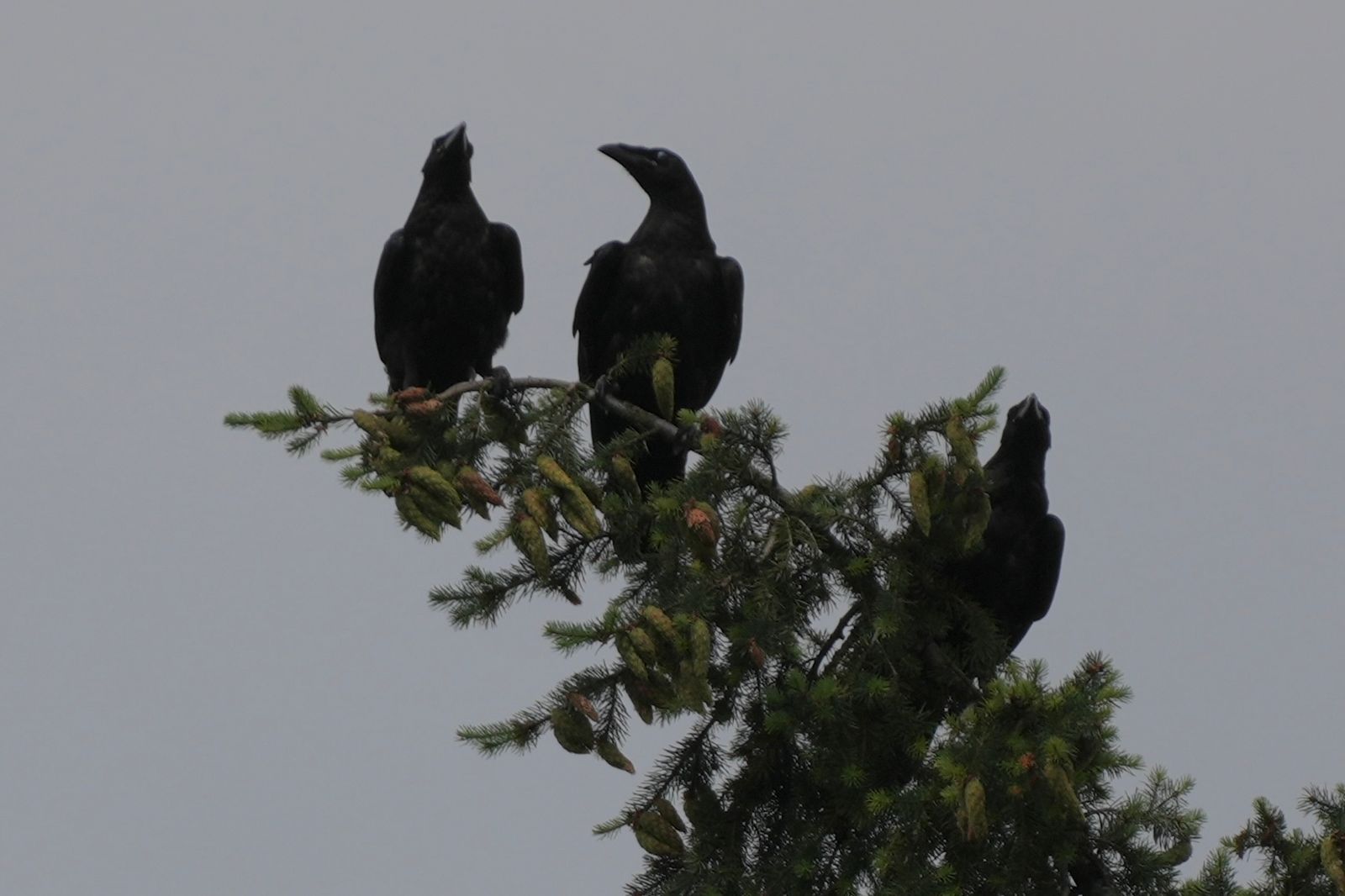 Three common ravens (Corvus corax) perched on cone-covered conifer branches, near Seattle
