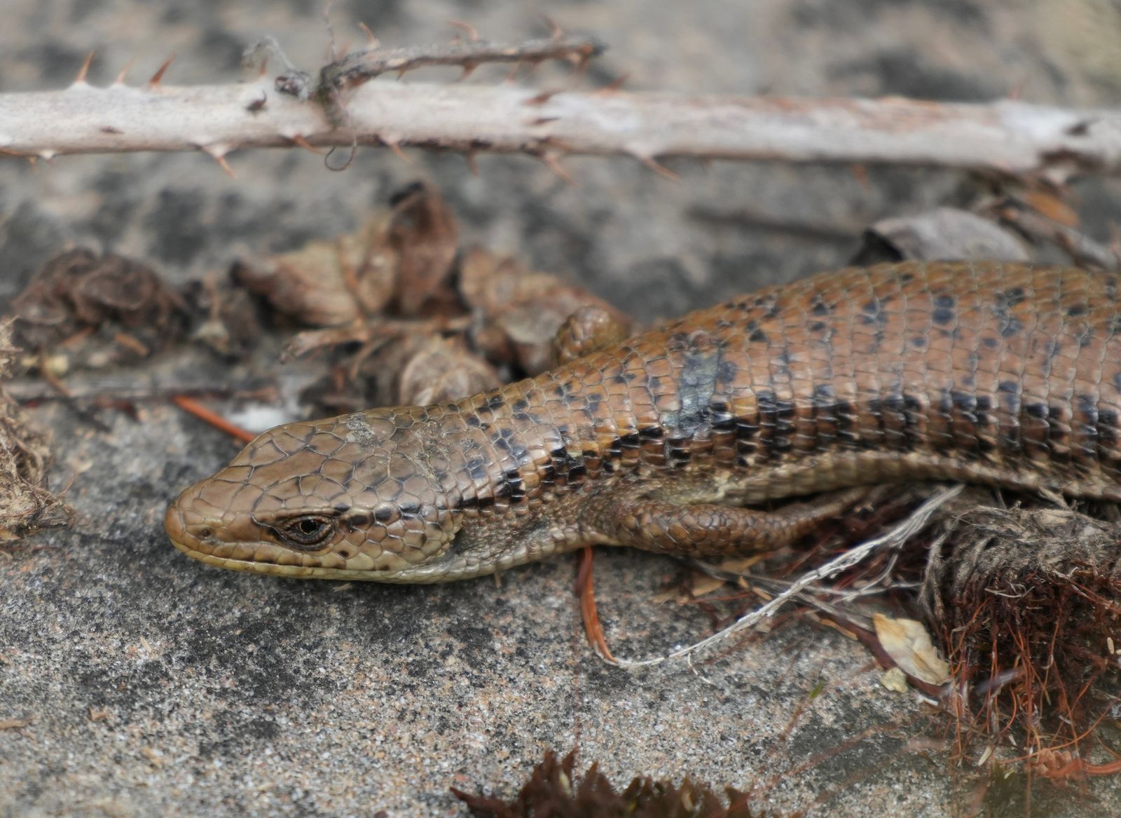 Northern alligator lizard (Elgaria coerulea) on rock beneath a thorny stem, near Seattle