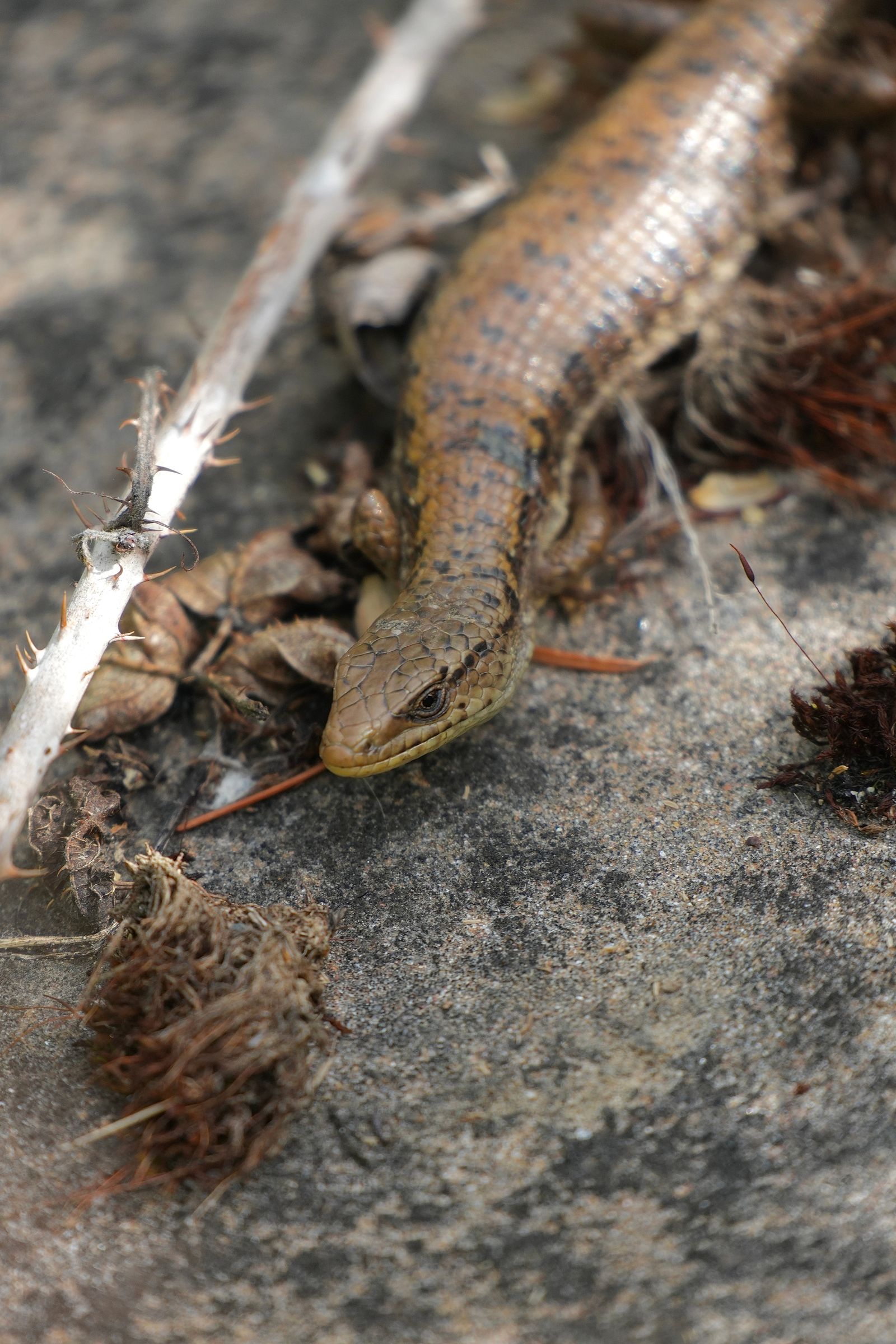 Northern alligator lizard (Elgaria coerulea) on rock among twigs and dried leaves, near Seattle