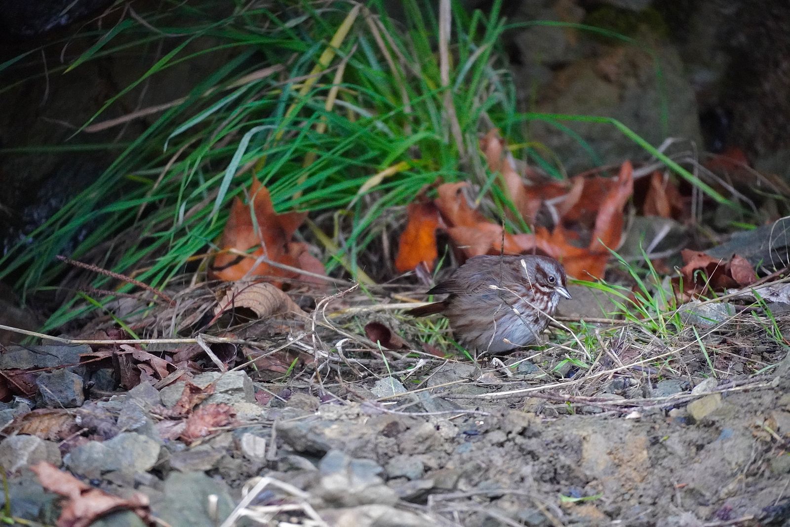 Song sparrow (Melospiza melodia) standing among stones, fallen leaves and grass, Westport