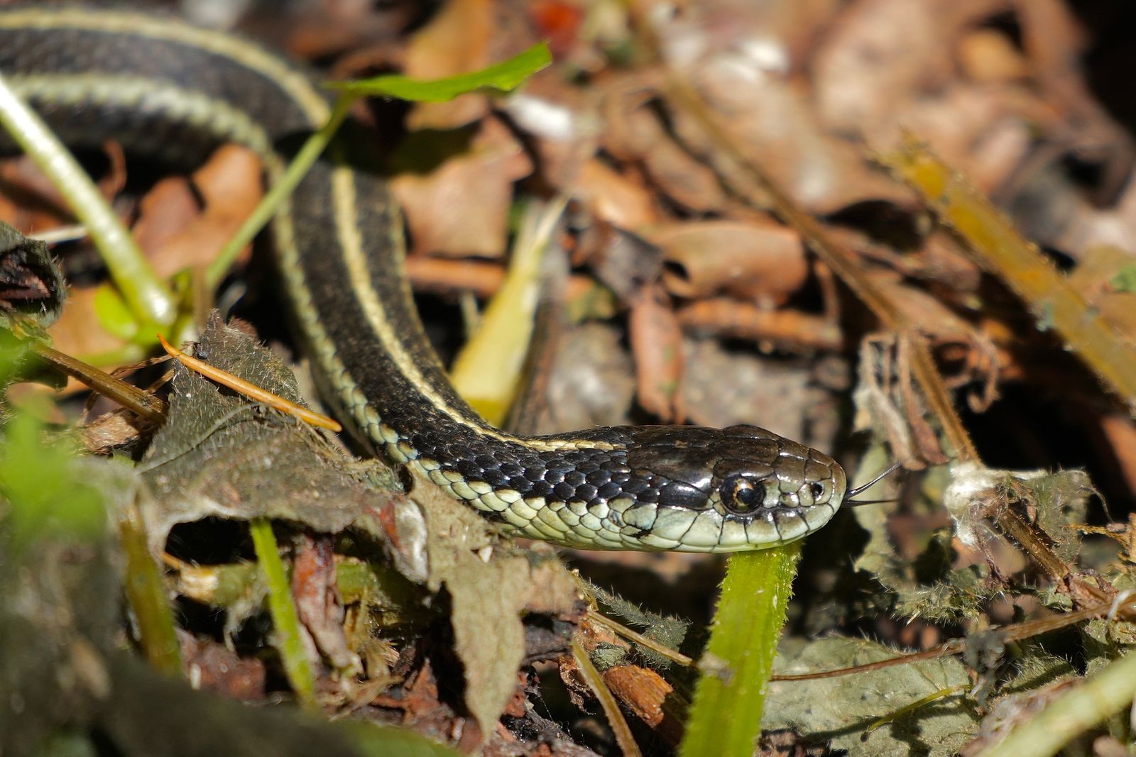 Northwestern garter snake (Thamnophis ordinoides) with its tongue extended among dry leaves, near Seattle