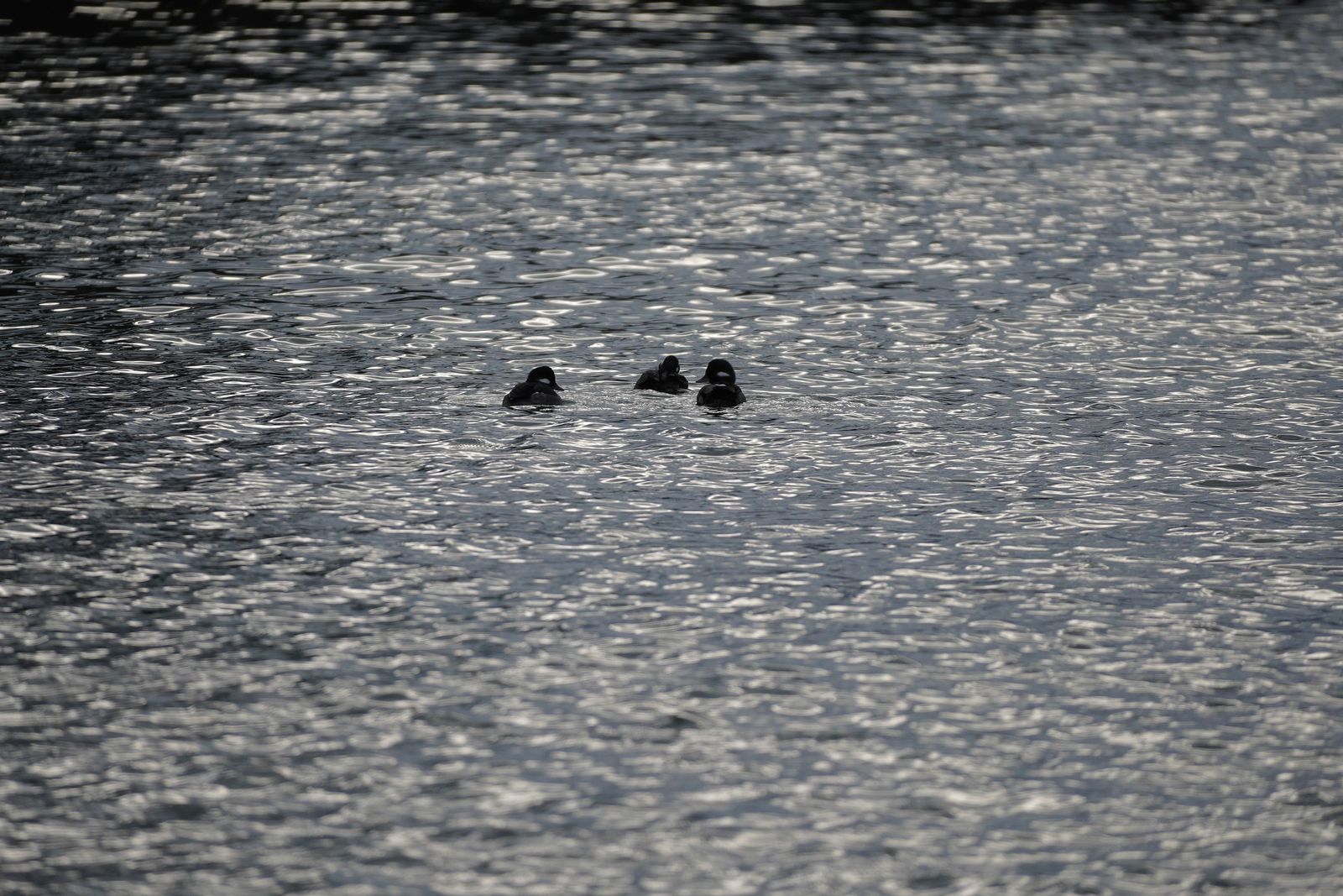 Three buffleheads (Bucephala albeola) swimming together on rippled water, Westport