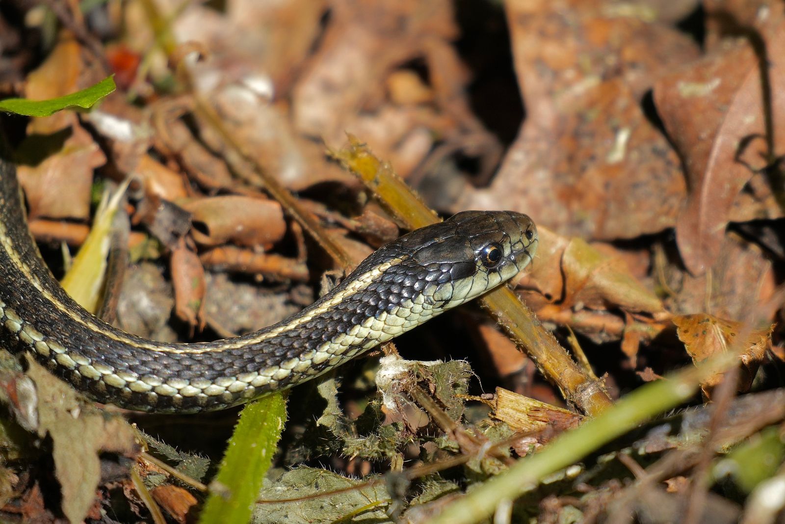Northwestern garter snake (Thamnophis ordinoides) among fallen leaves and broken stems, near Seattle