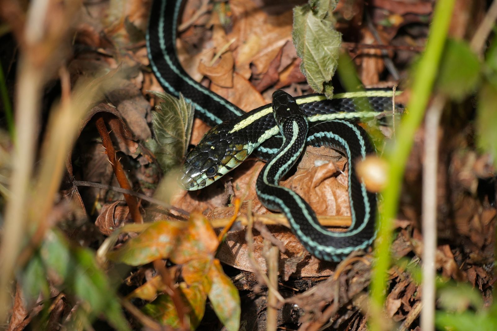 Two Puget Sound garter snakes (Thamnophis sirtalis pickeringii) intertwined on dry leaves among green stems, near Seattle
